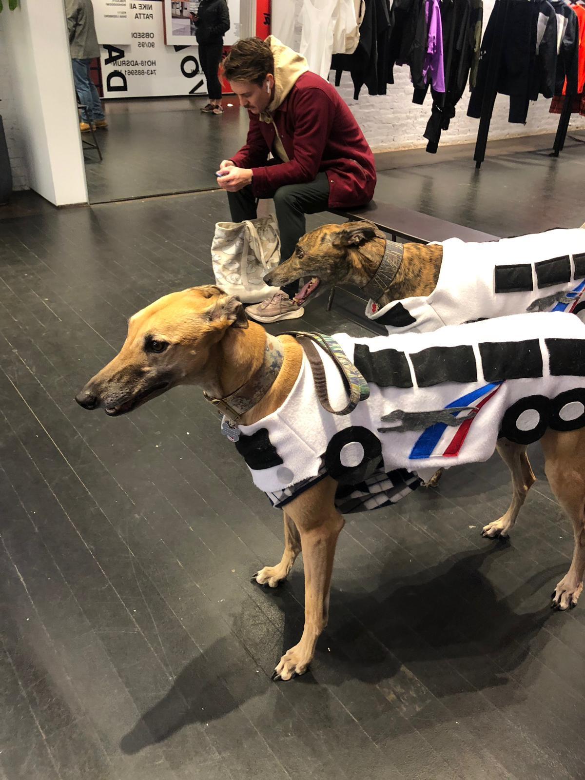 Best Dressed Nominees 2018 New York r/Greyhounds