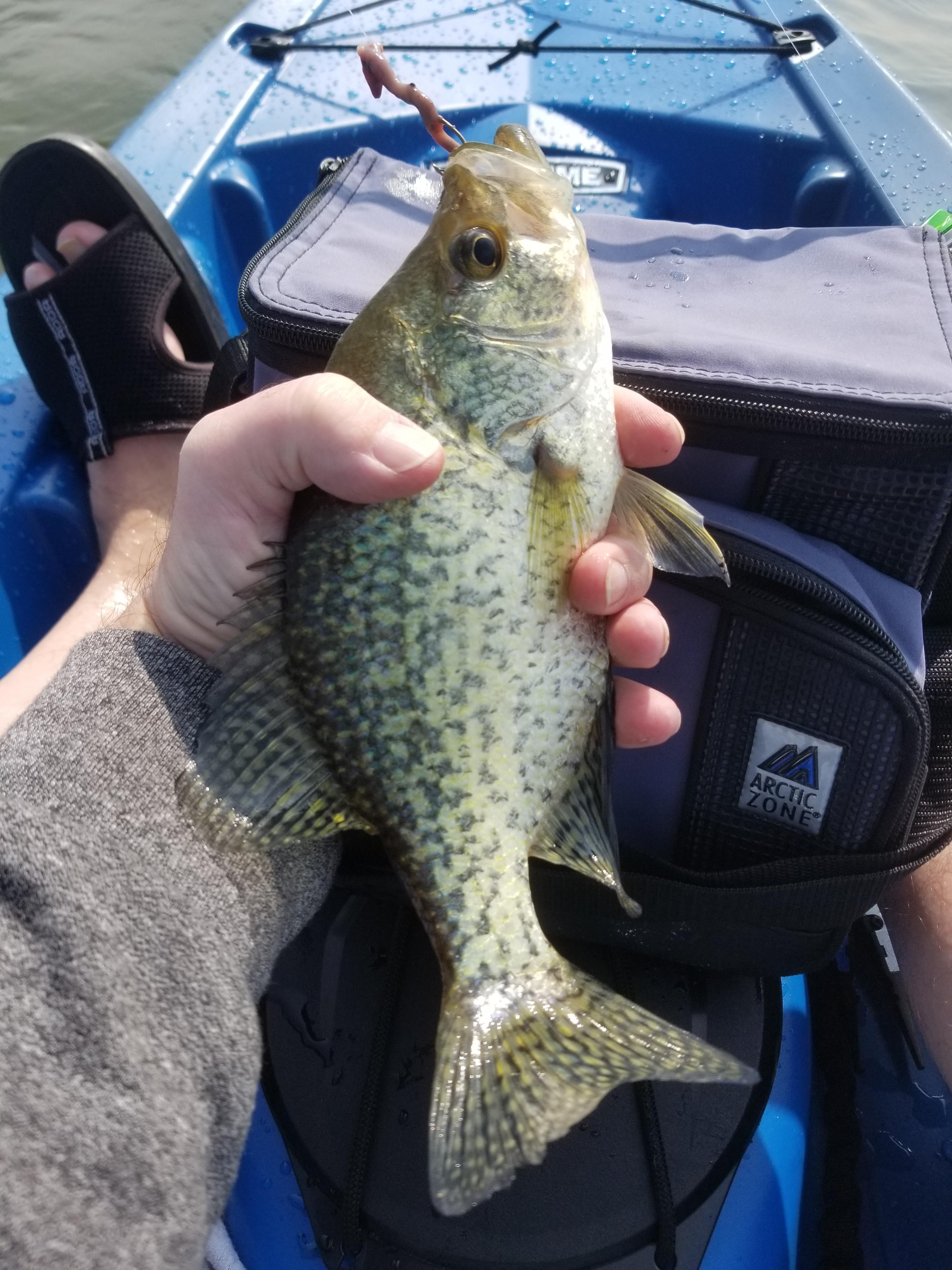 1st fish on my Lifetime Tamarak fishing in Fall River, MA. Kayak was