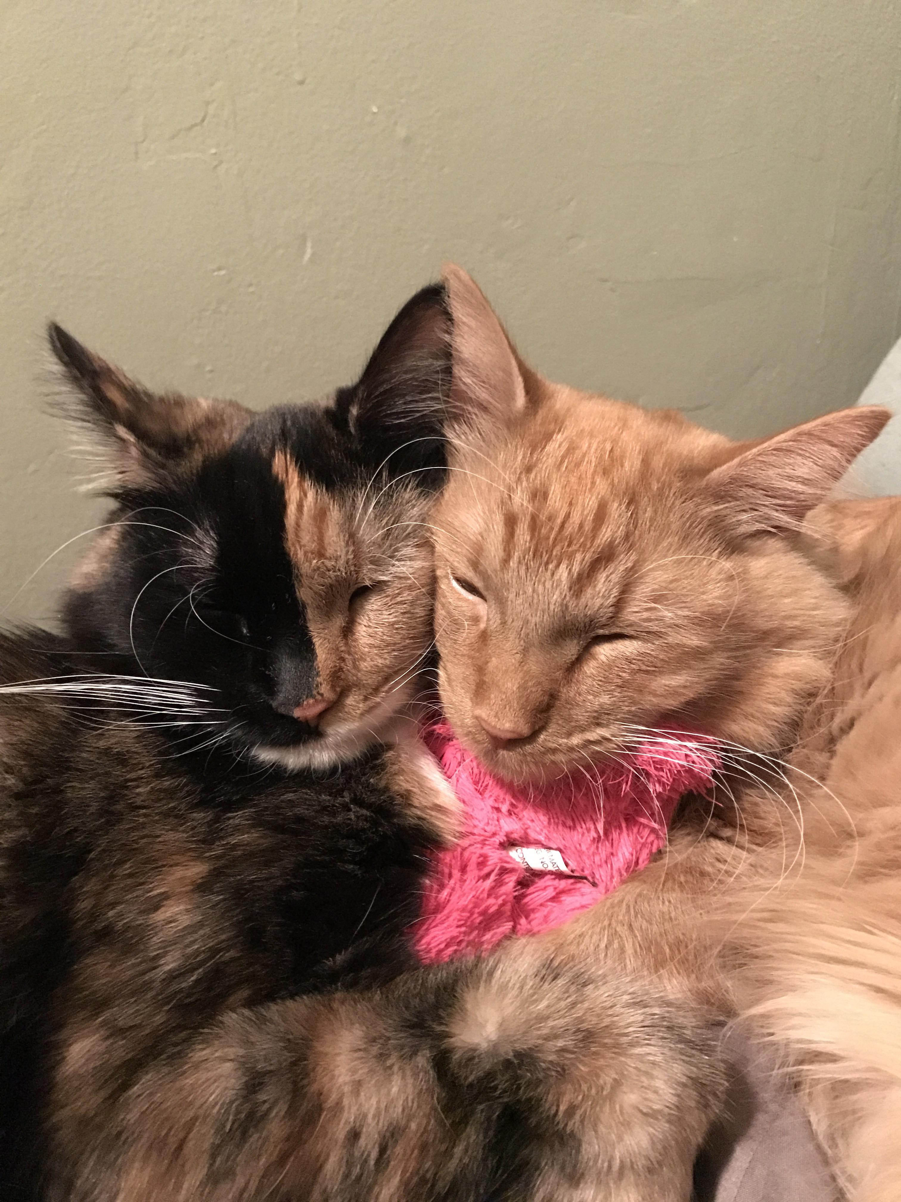 One and a half cats. "Boots and Pants" aww