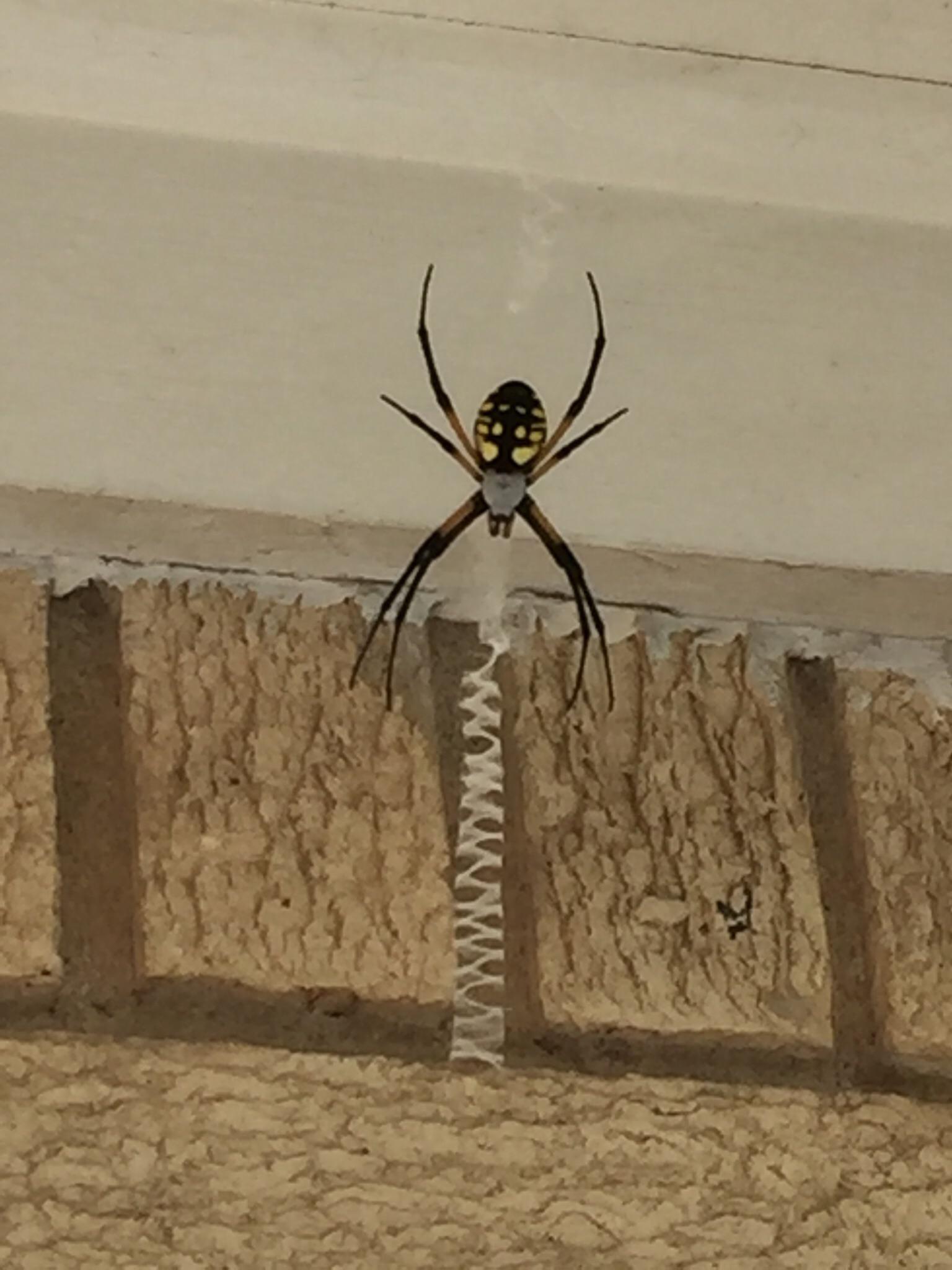 Spider makes a zipper in its web. r/natureismetal