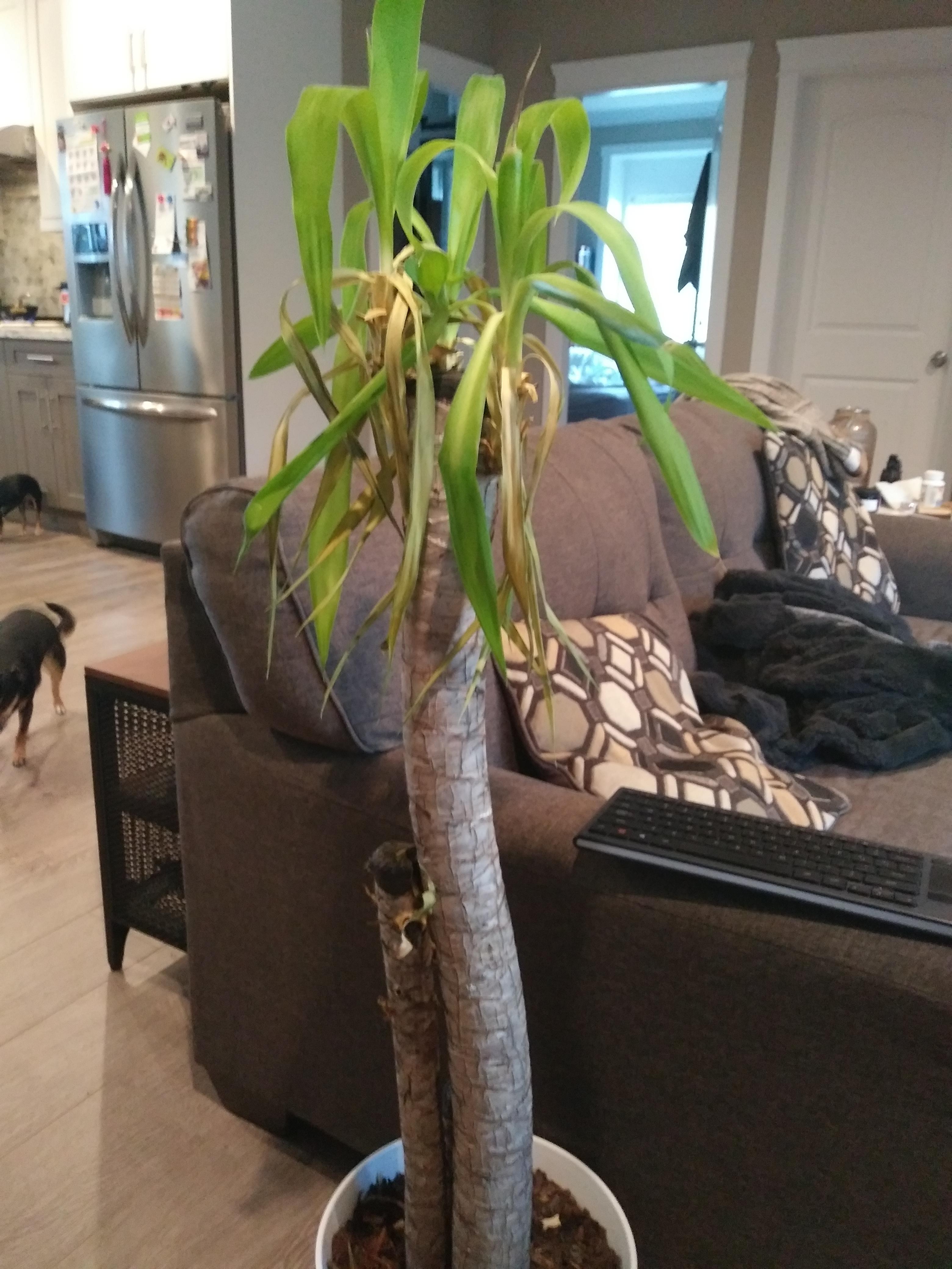 Yucca has never been happy since it left Ikea... Leaves continue to
