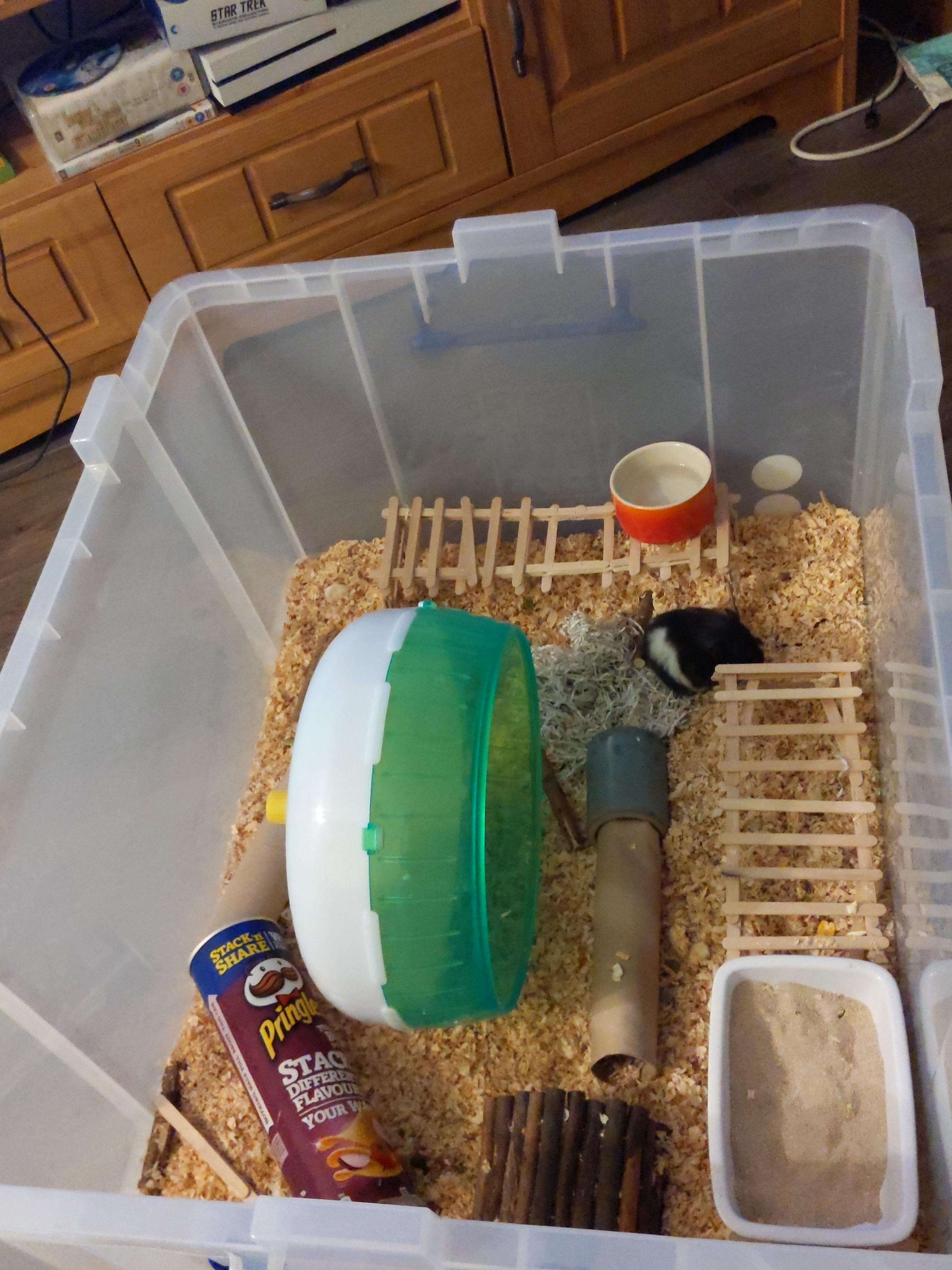 My hamster Flower is exploring here cage again after I cleaned it out