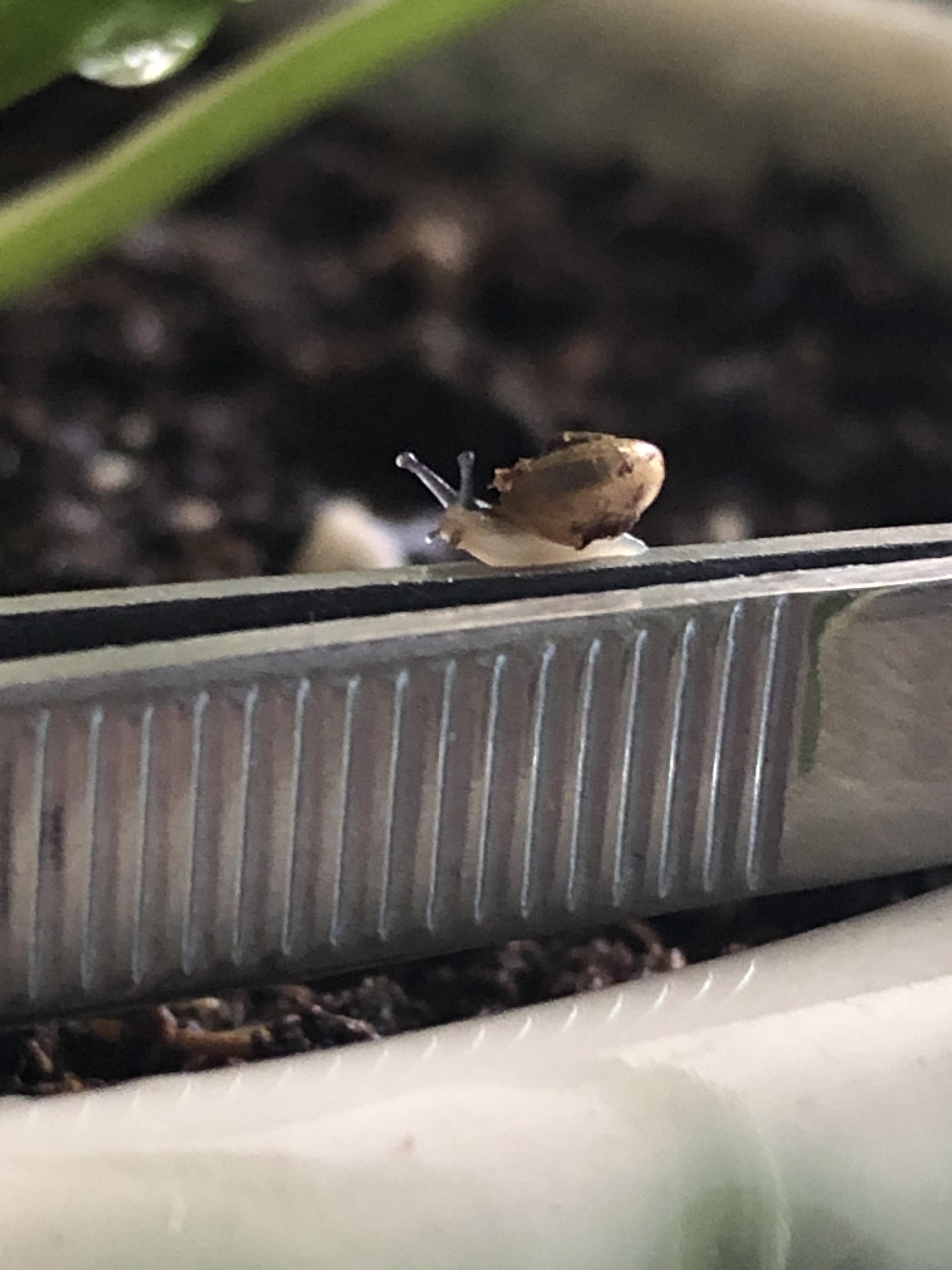 Any idea what kind of snail this is? I found him in my houseplant and I