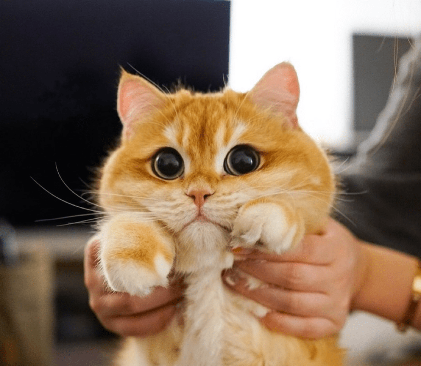 Pisco the cat is a golden British Shorthair and he's adorable! r/aww