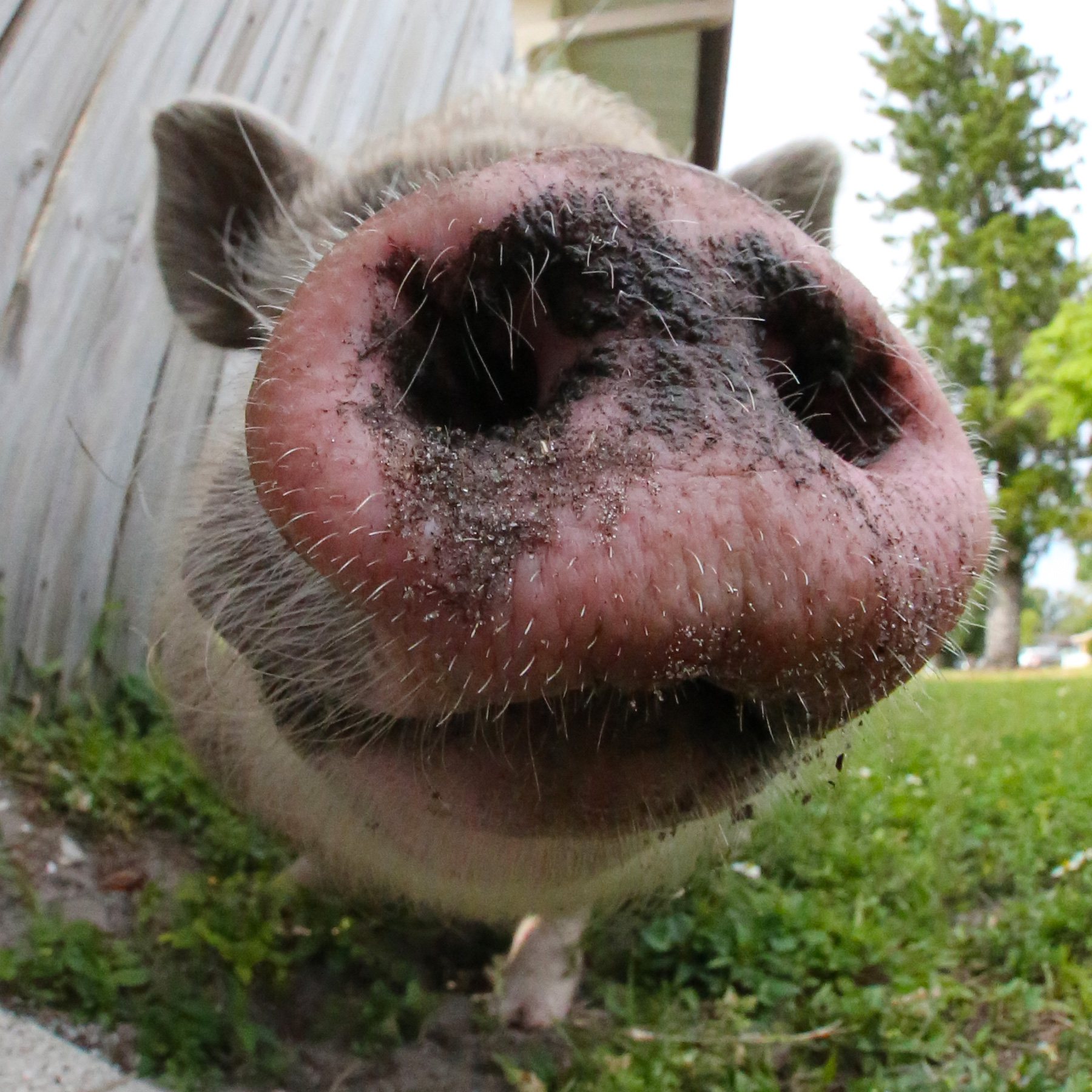 Emmett's Nose r/pigs