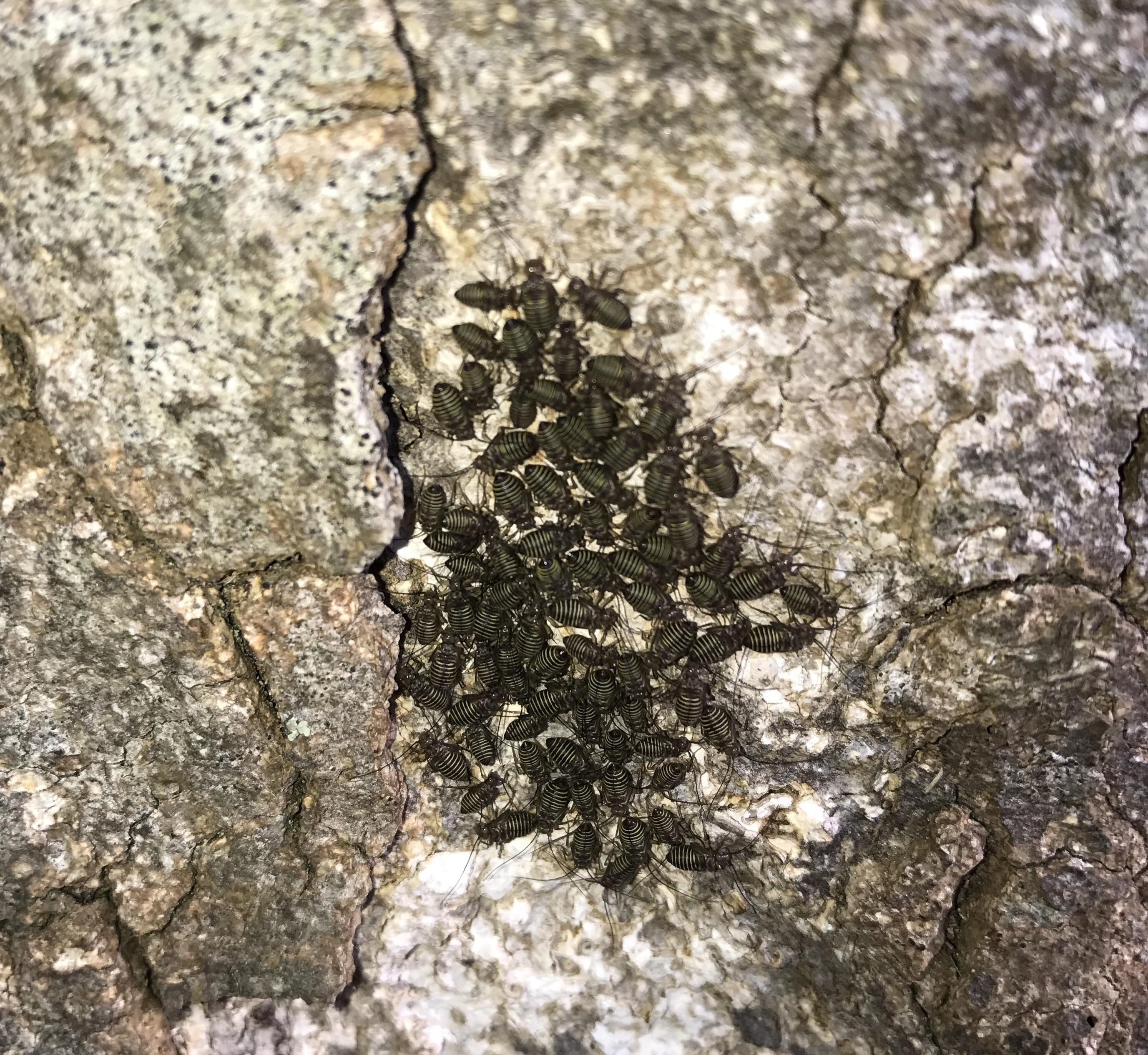 Found on magnolia tree. Located in SE What are these