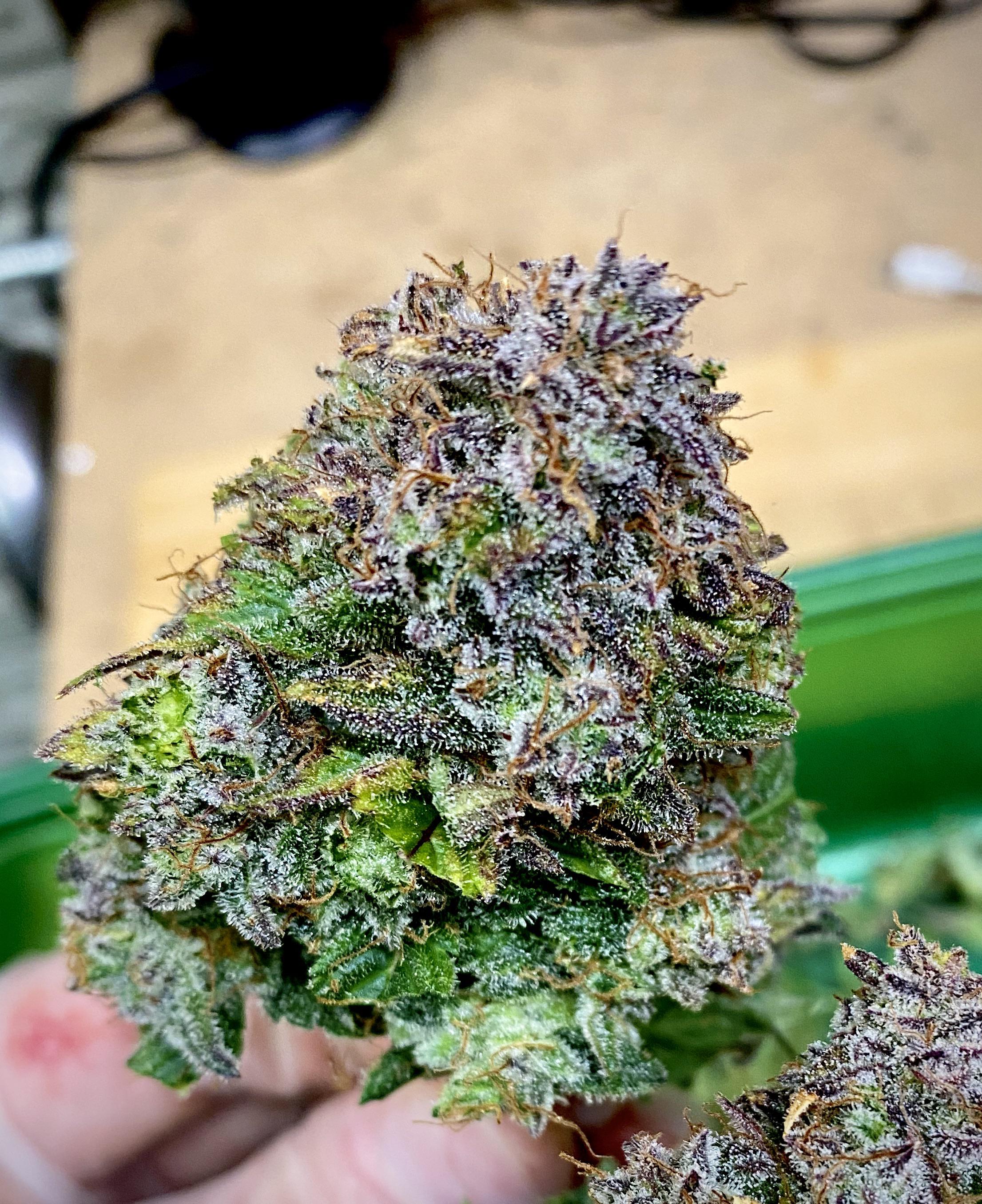 Trimming up Blueberry Kush auto r/GrowingMarijuana