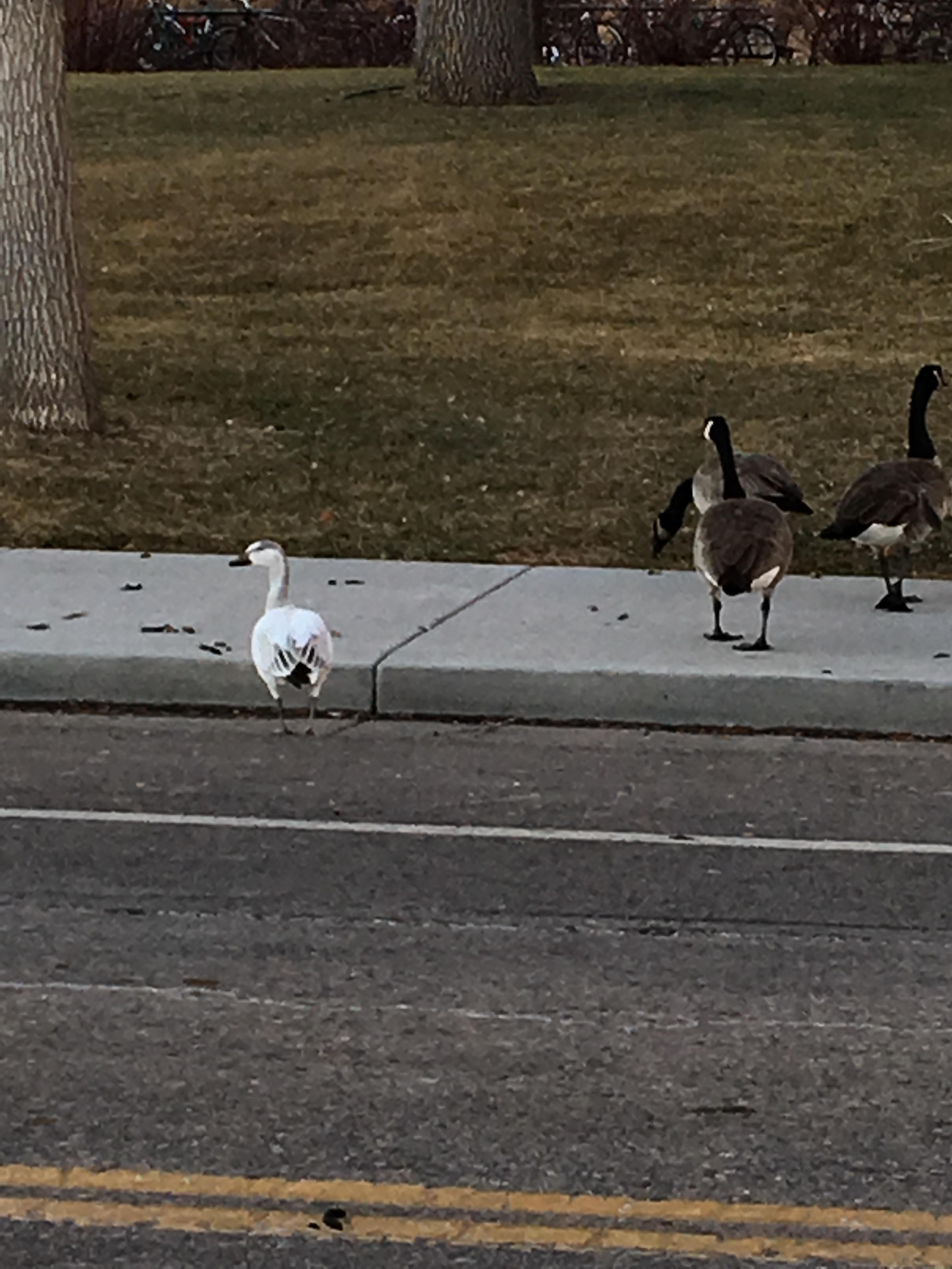 Snow goose? seen hanging with a gaggle of Canadian geese in Fort