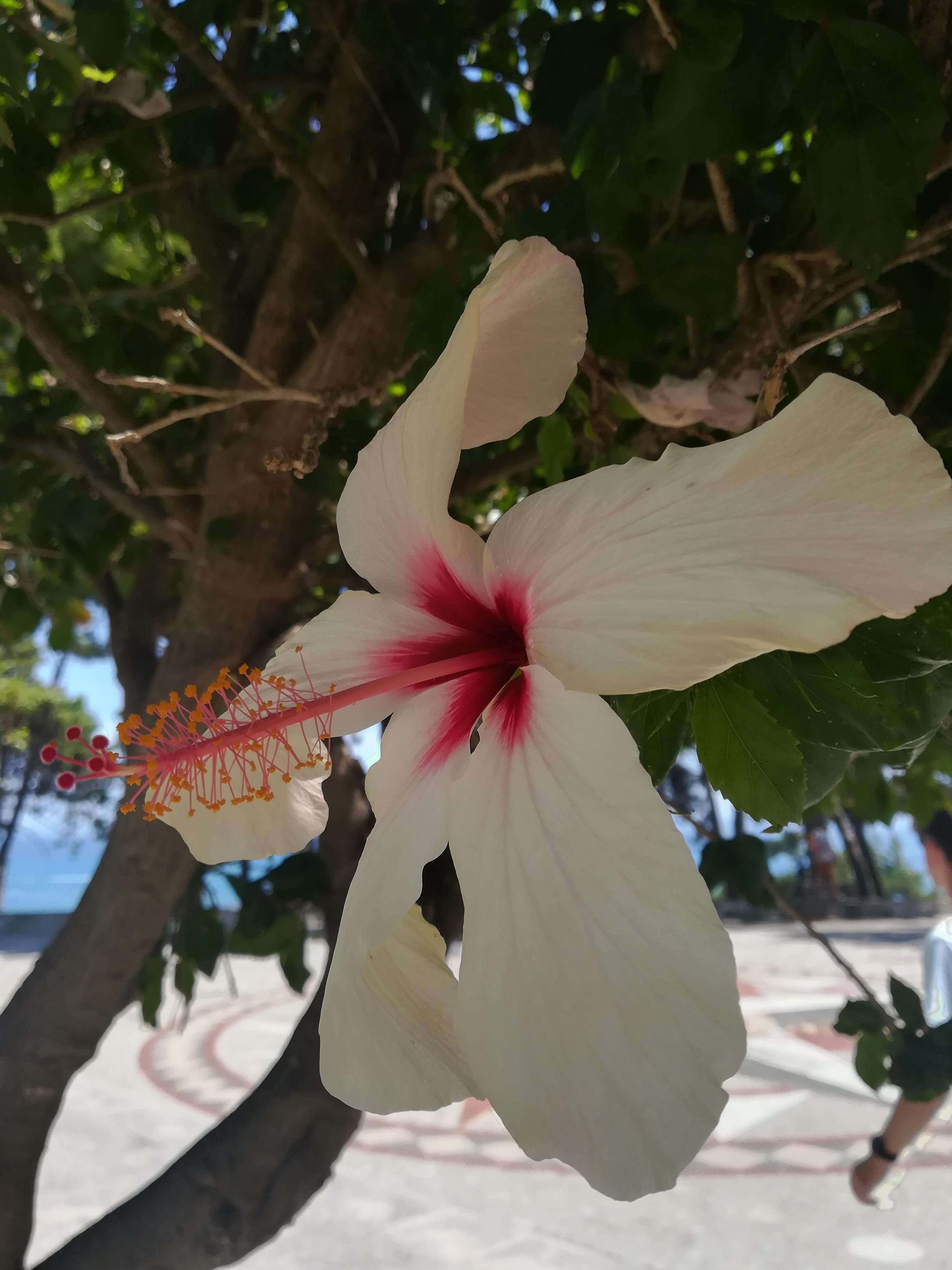 pretty flower I found in greece r/flowers