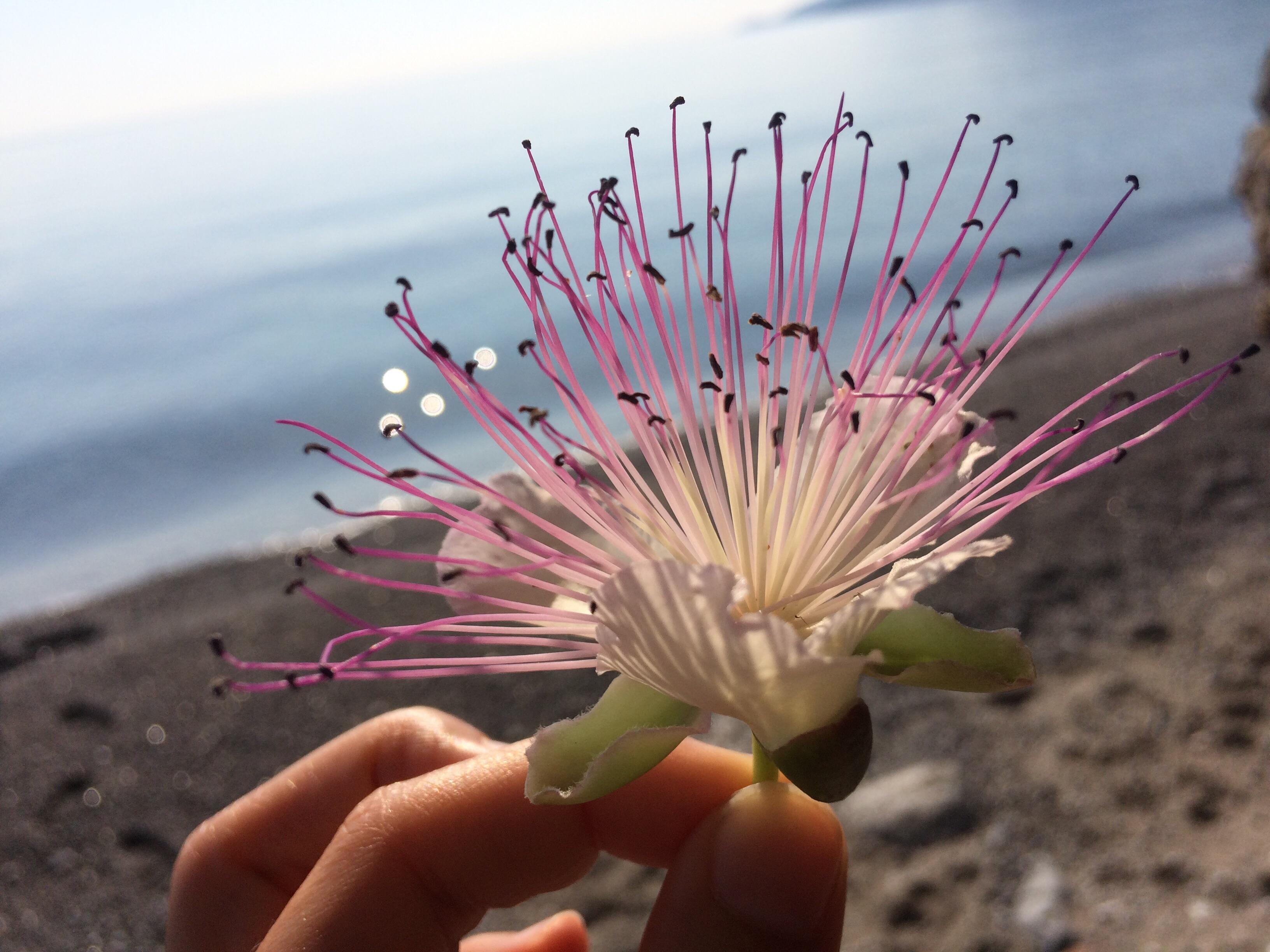A beautiful flower that I found in my last trip to Greece r/pics