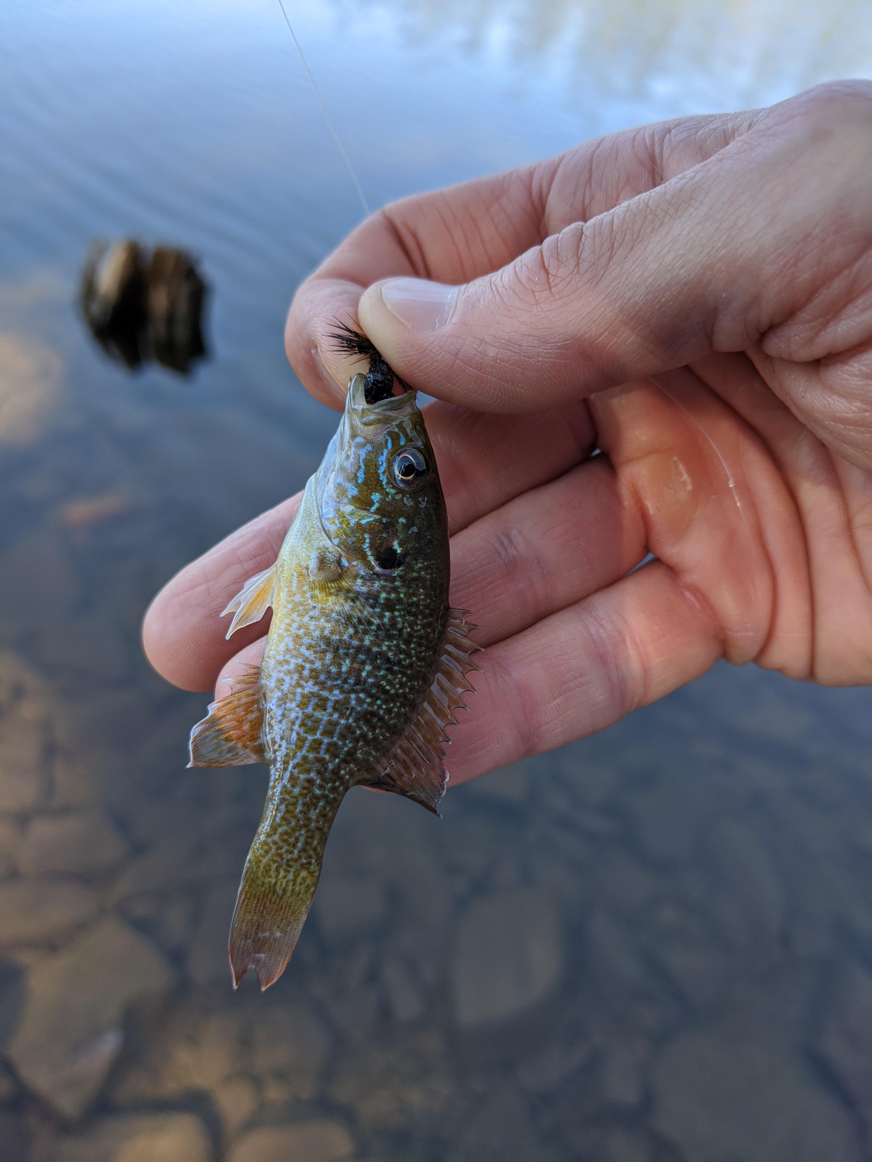7.26.20 Willow Springs Lake Fishing Report r/ArizonaFishing