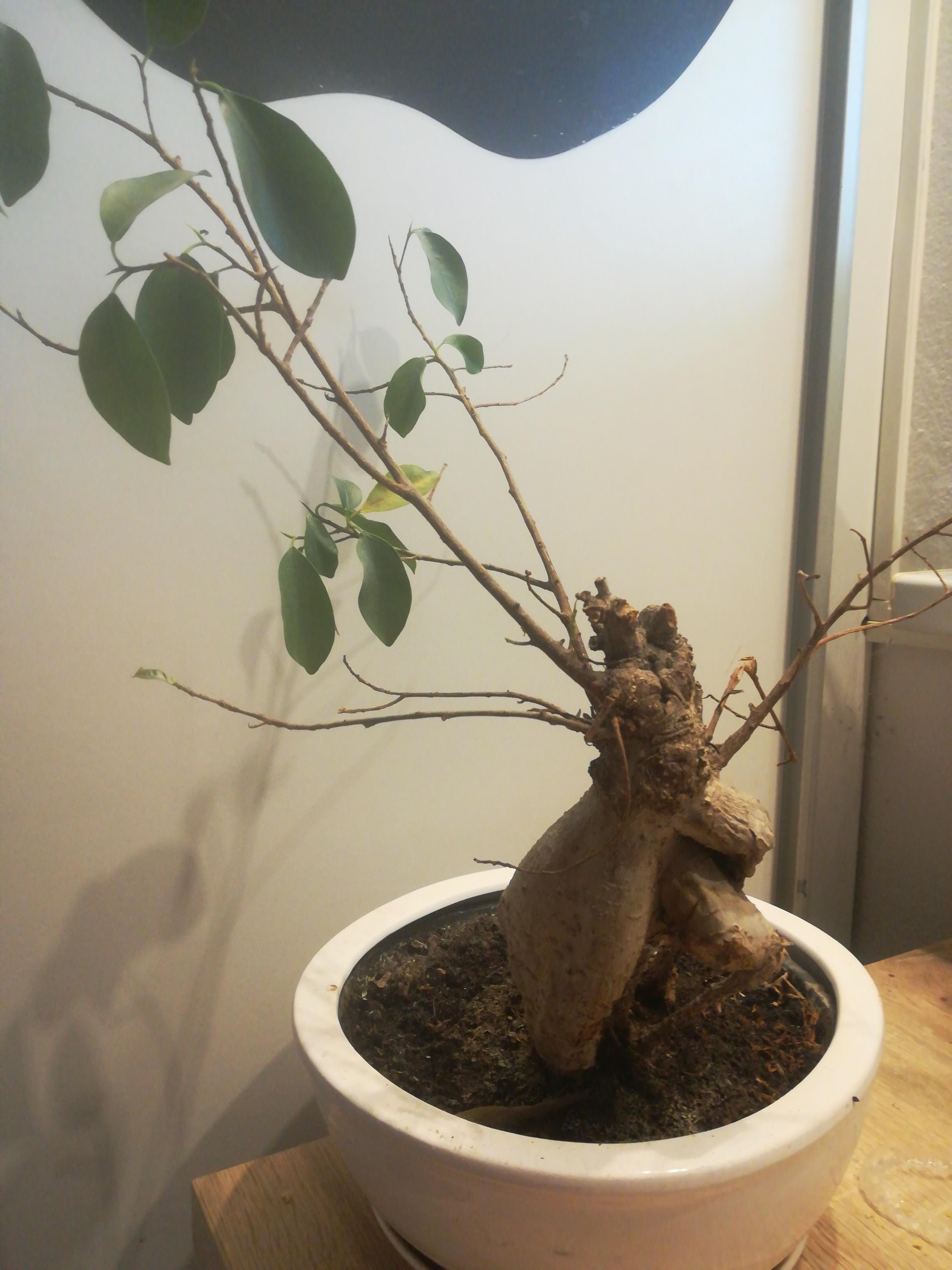 My bonsai tree has started dying, any advice on how to revive it? I