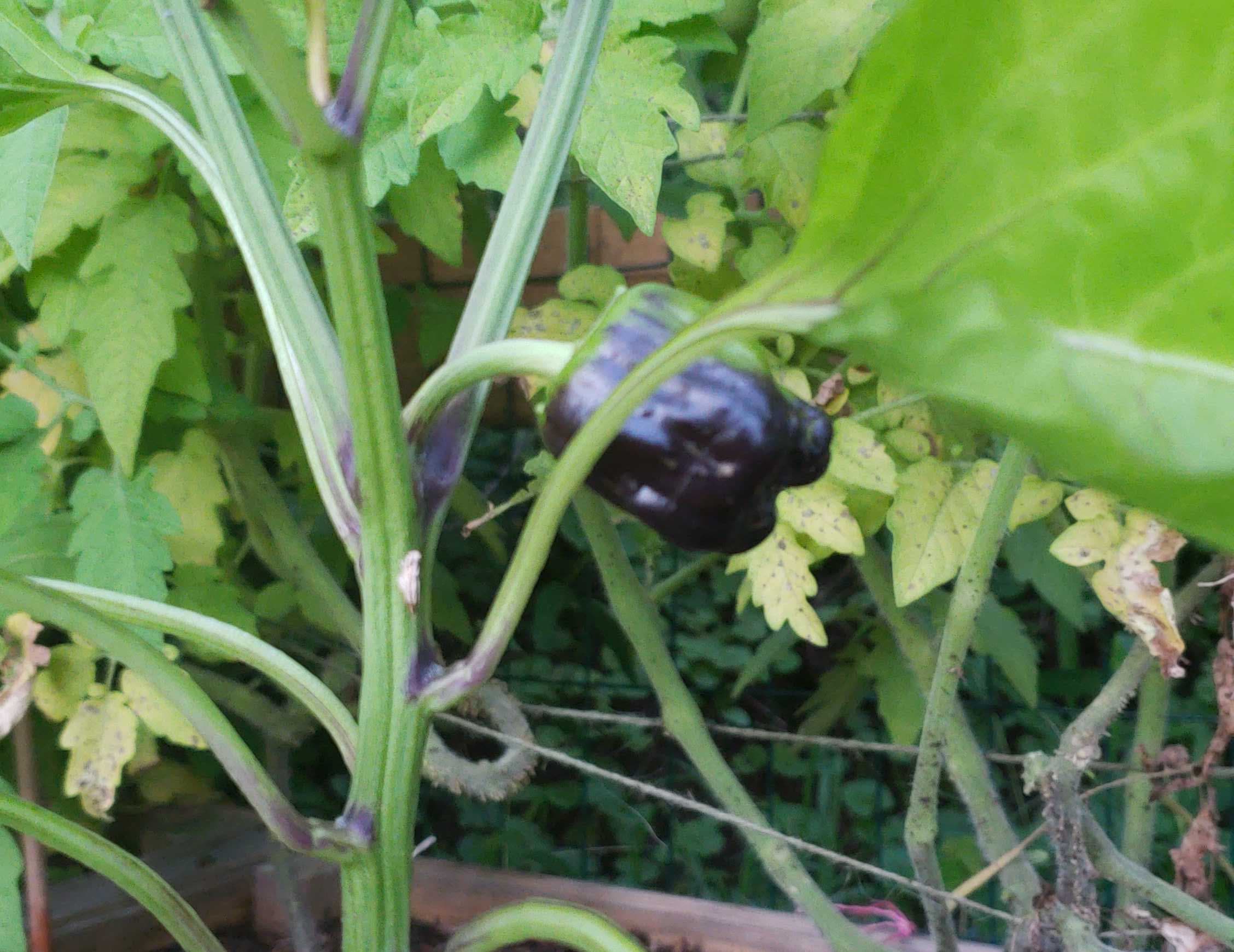 Why is my bell pepper turning black? r/gardening