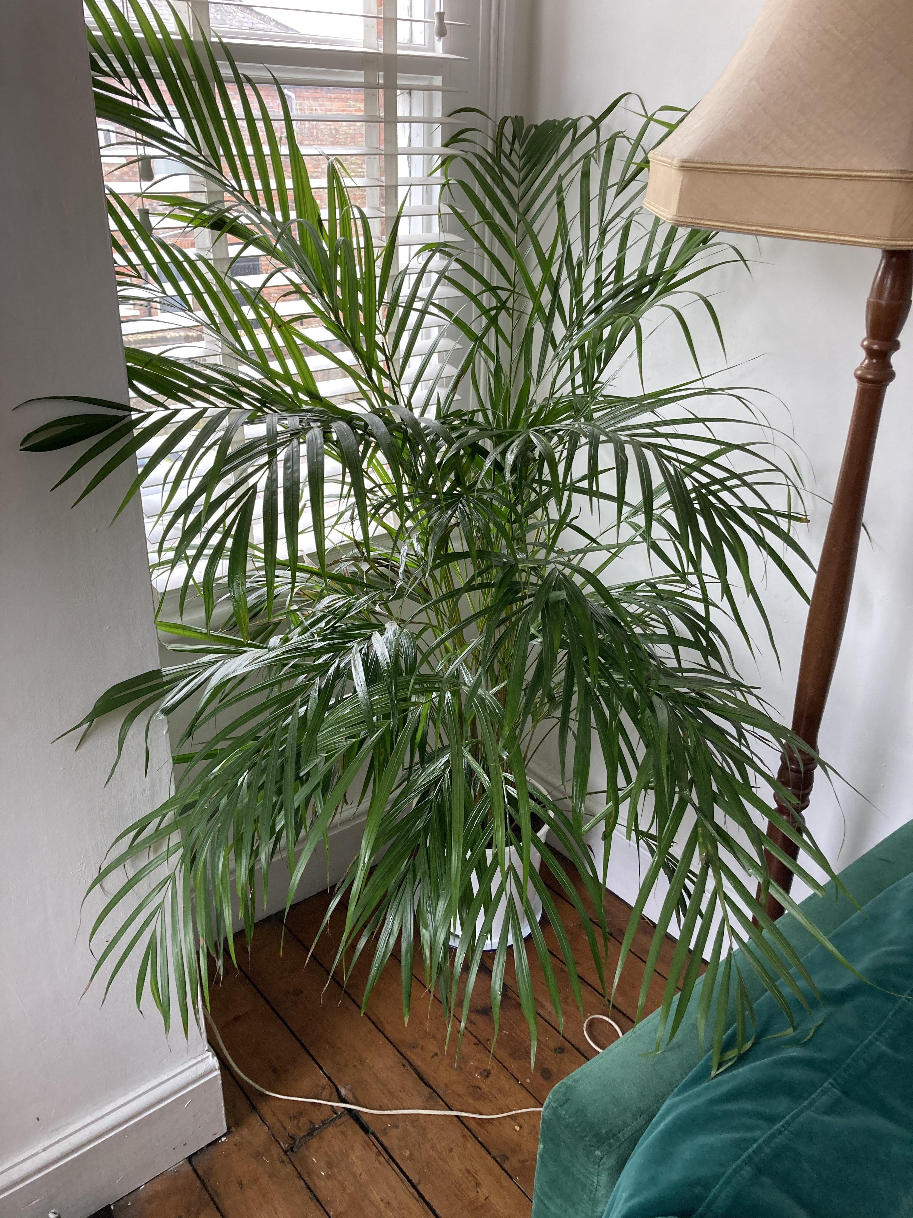 What are these growths on my queen palm? Should I remove them? palmtrees