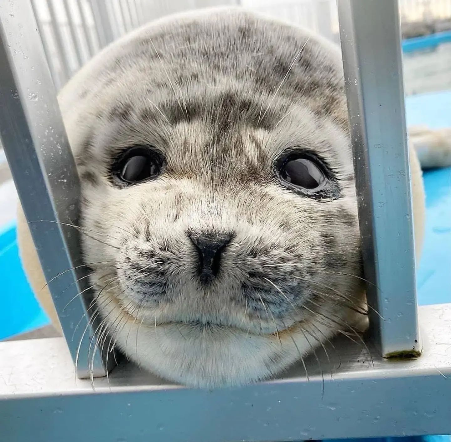 smiling seal r/cute