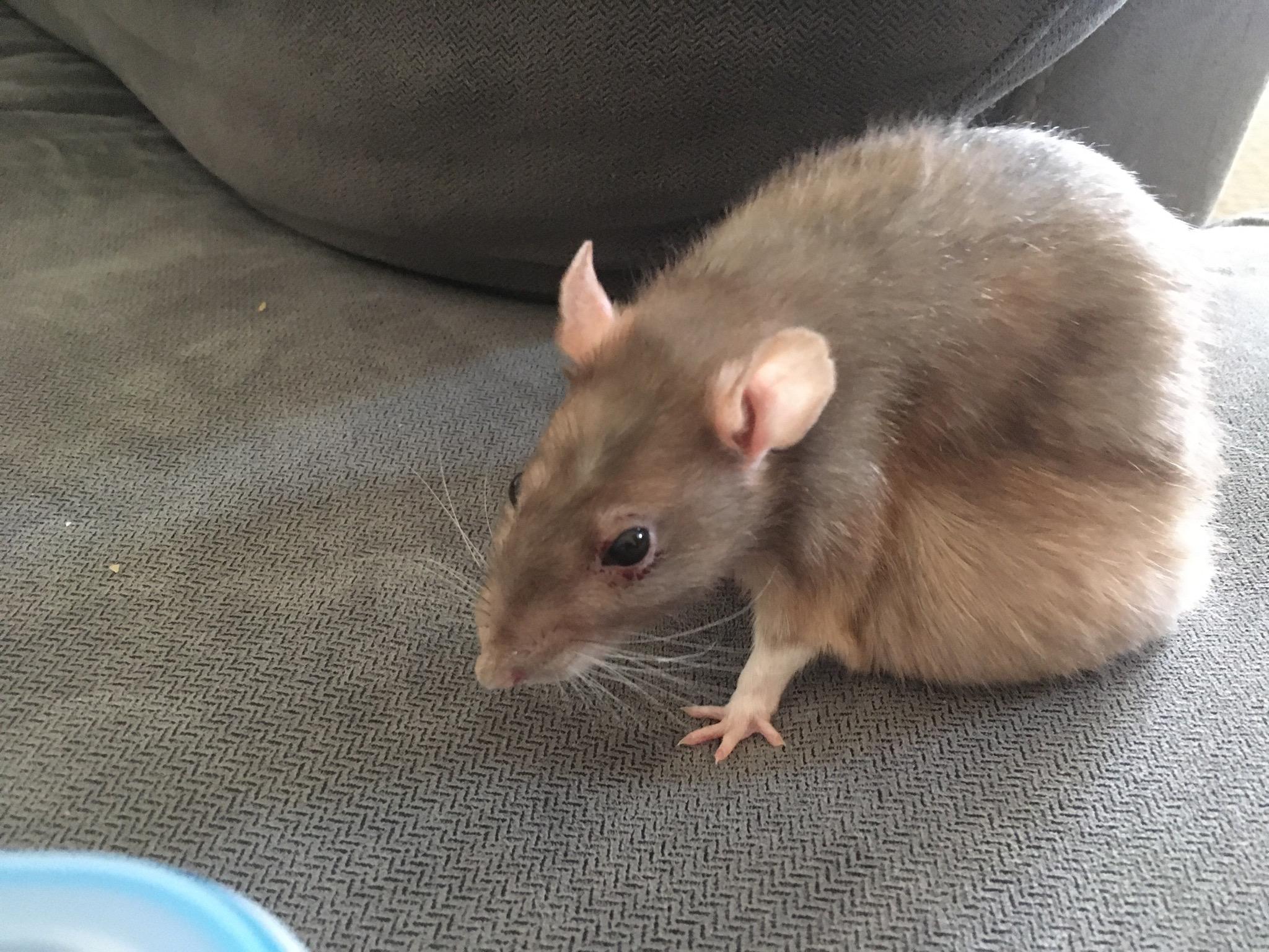 RIP Daisy, the best, most energetic, old rat in my life. r/RATS
