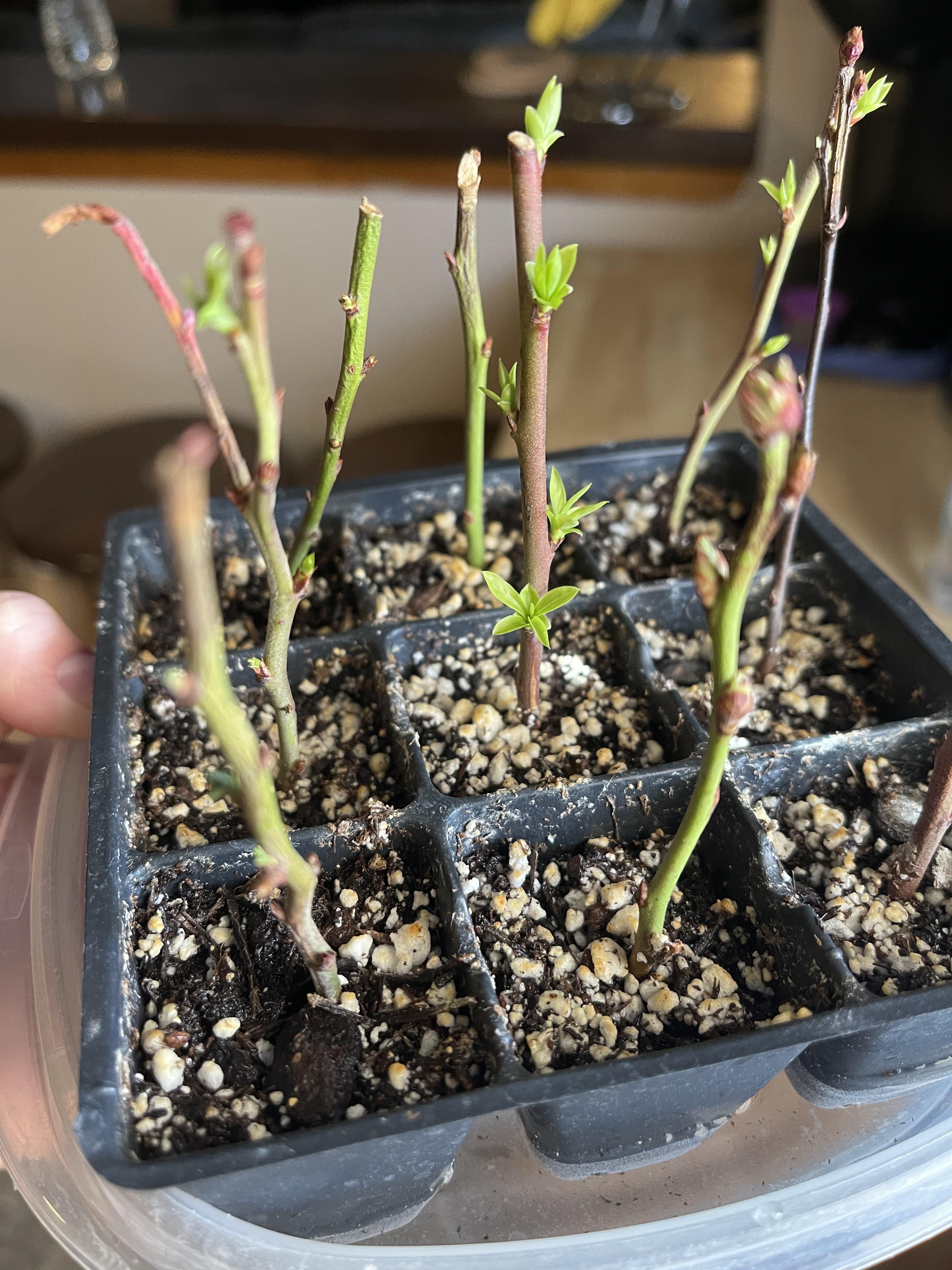 Well I’d say blueberry propagation worked.. Propped on January 23rd