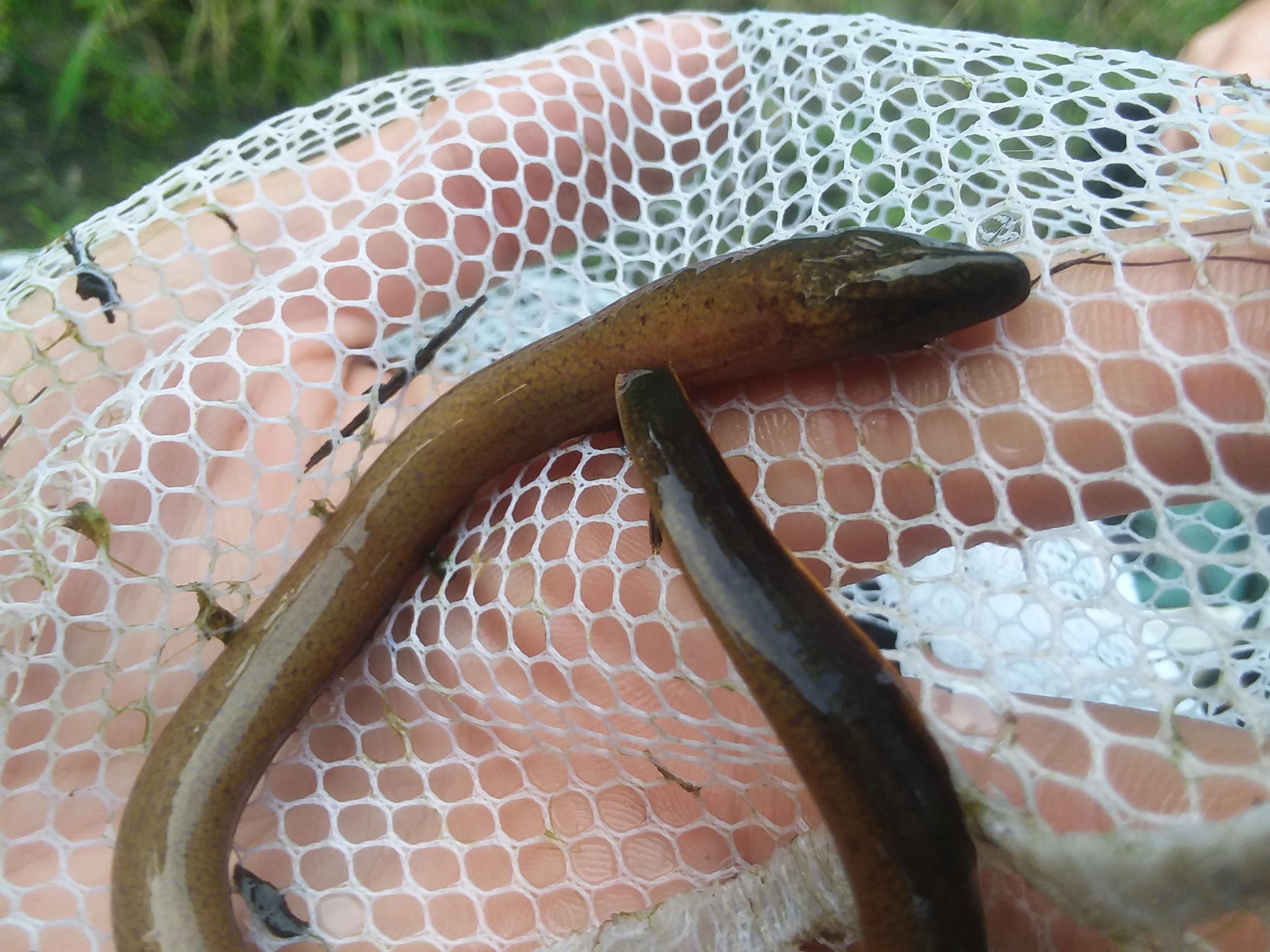 Found dead while exploring. I think it's an American eel. SW Florida