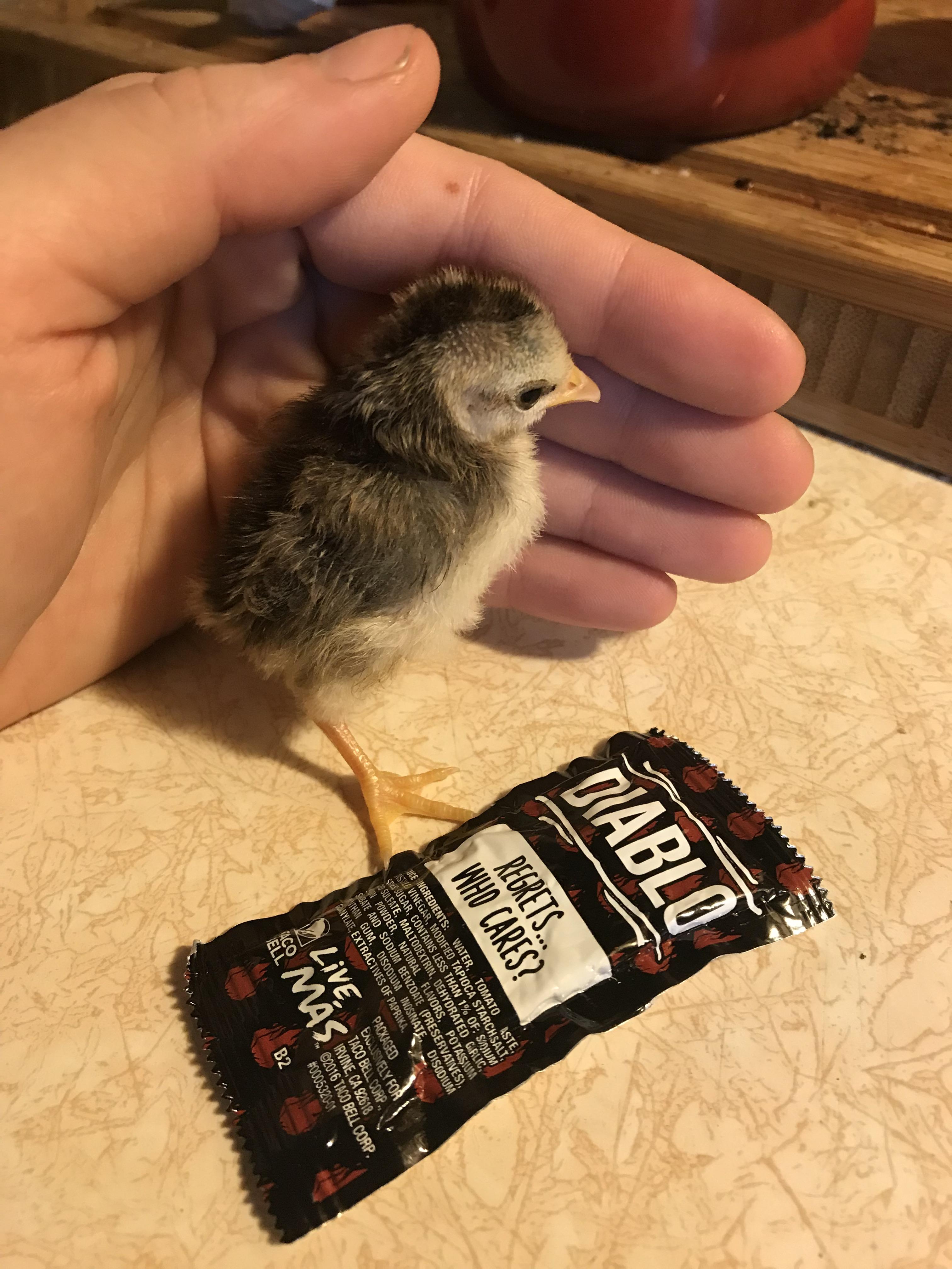 6 best u/hoeofky images on Pholder I got free bantams from tractor