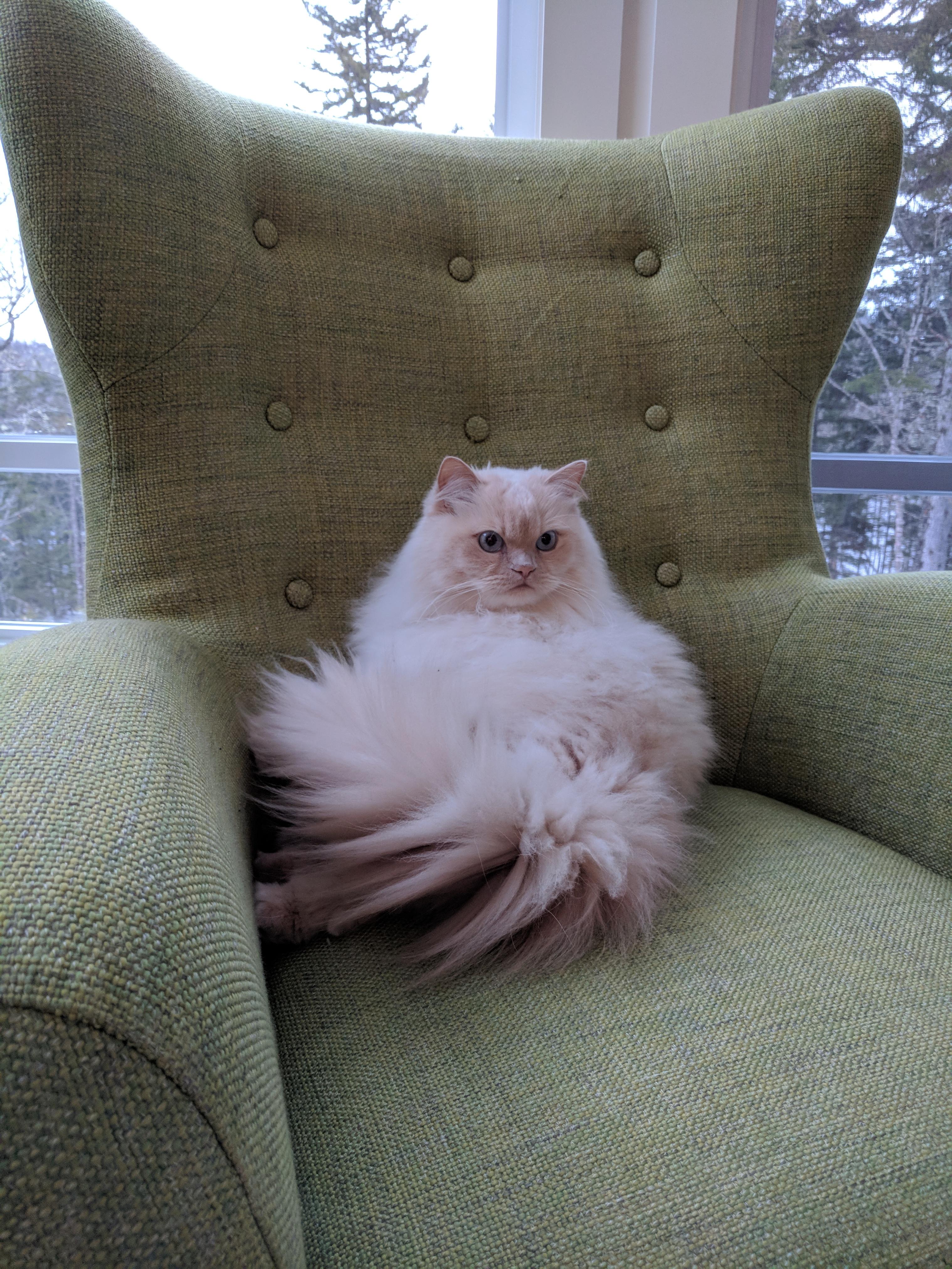 cat is important. r/aww