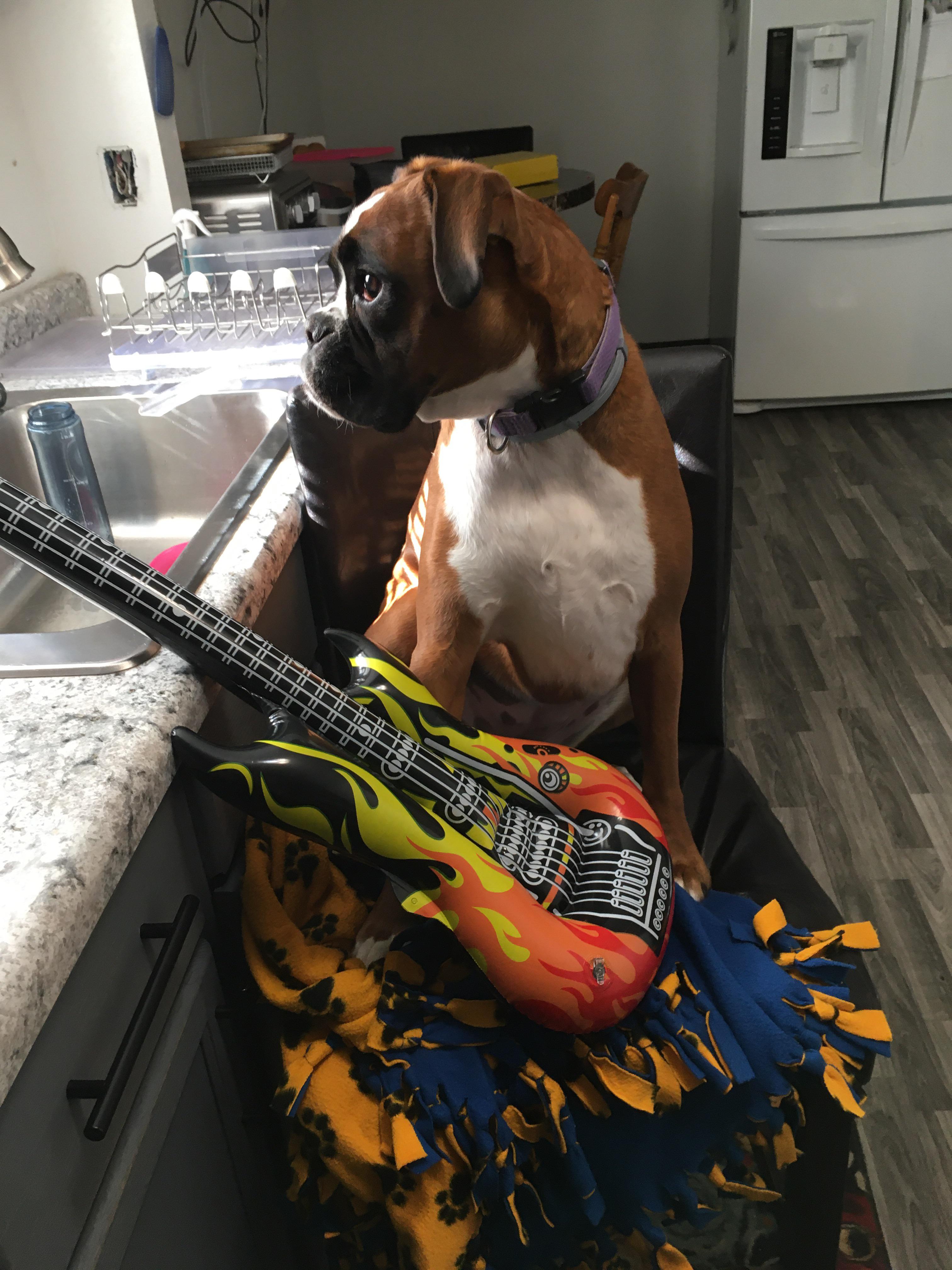 My dogs song cover r/Funnypics