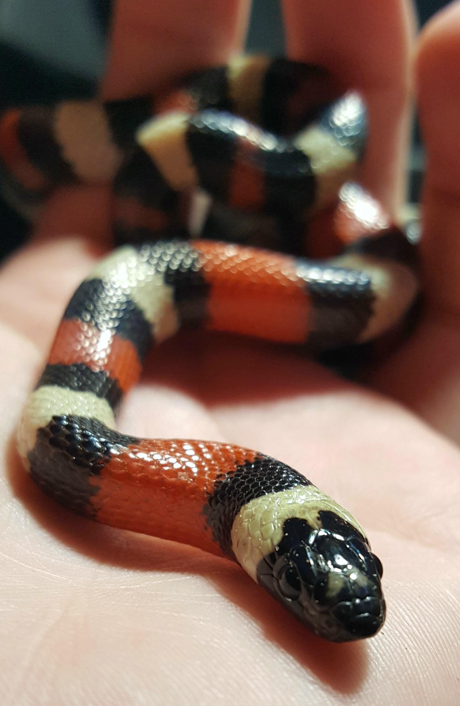 My little Marmalade. Can't wait for her to grow. (pueblan