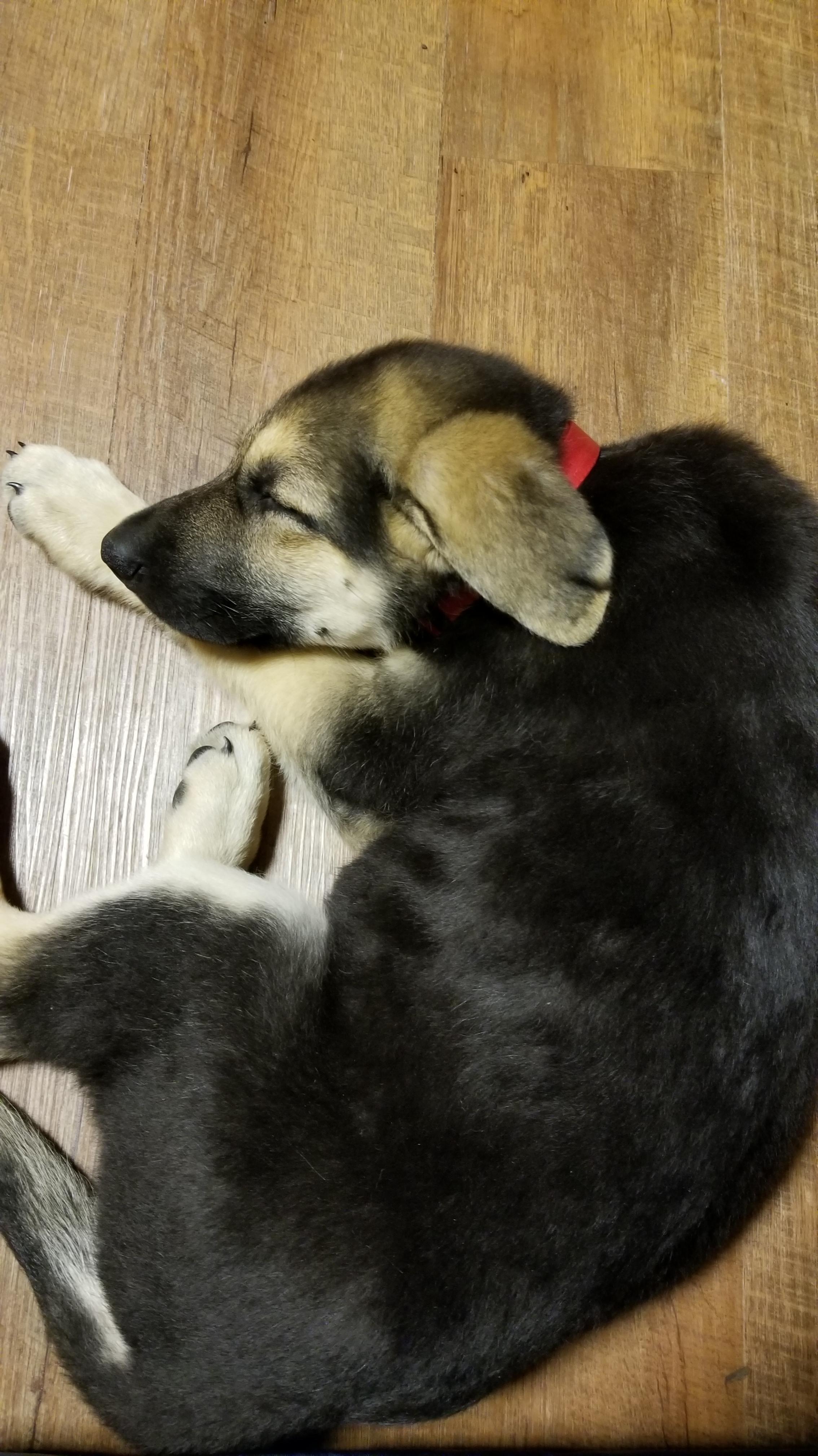 My 9 Week Old German Shepherd Puppy, Belteshazzar r/aww