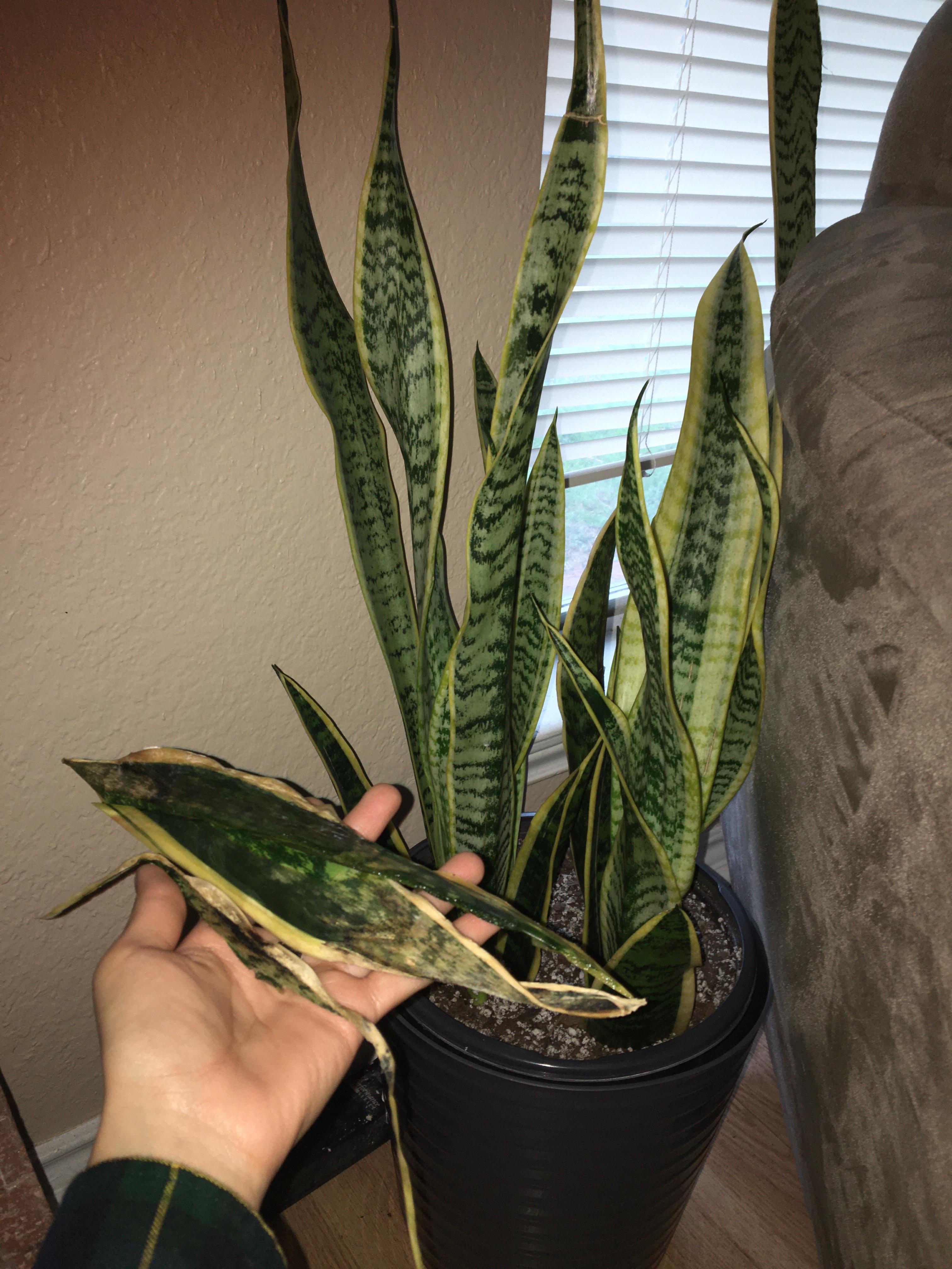 Brown edges? I just cut these brown edges off my snake plant! Are they from over watering? I