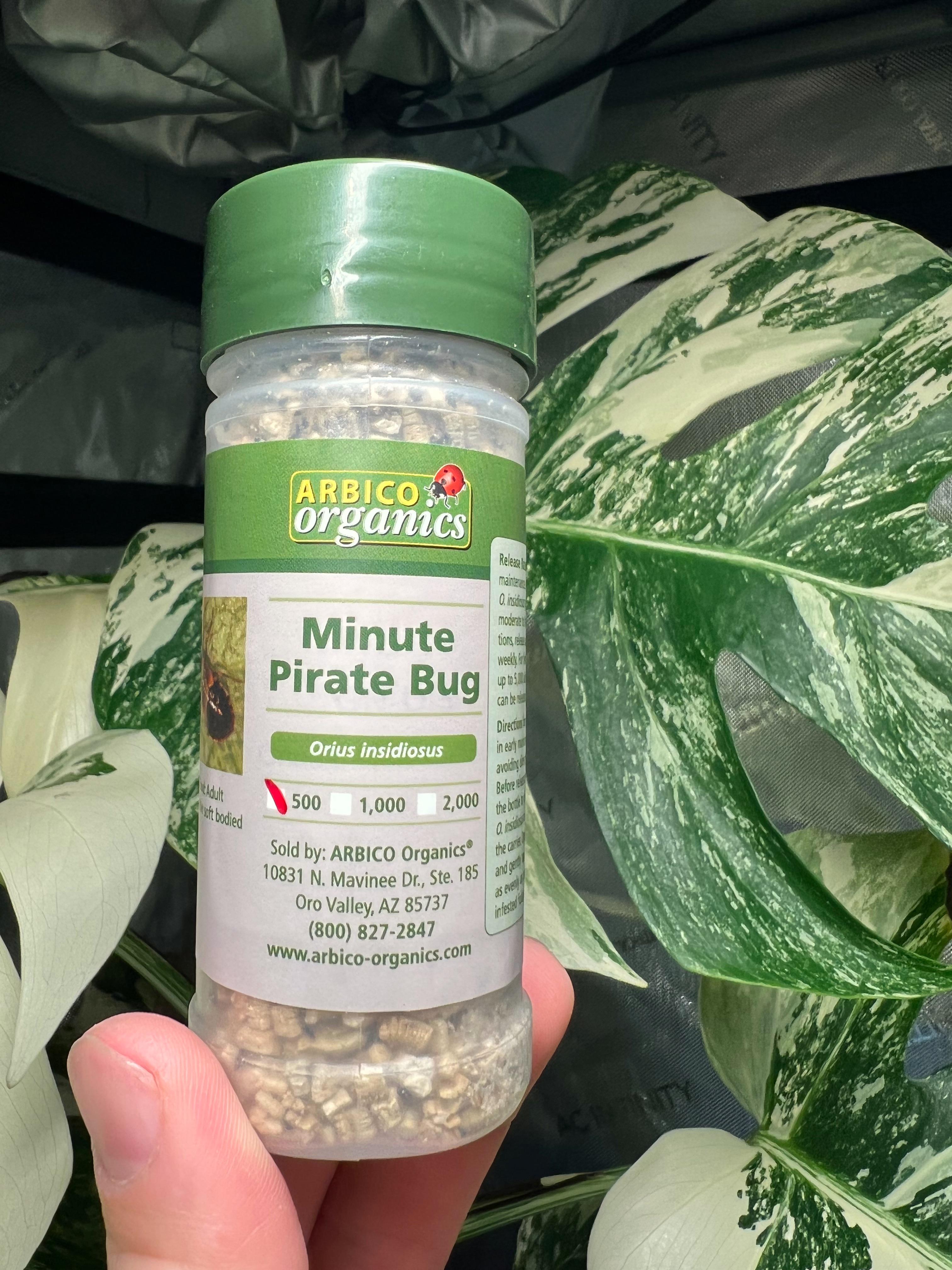 Anyone else maintenance treat with beneficial insects or Minute Pirate