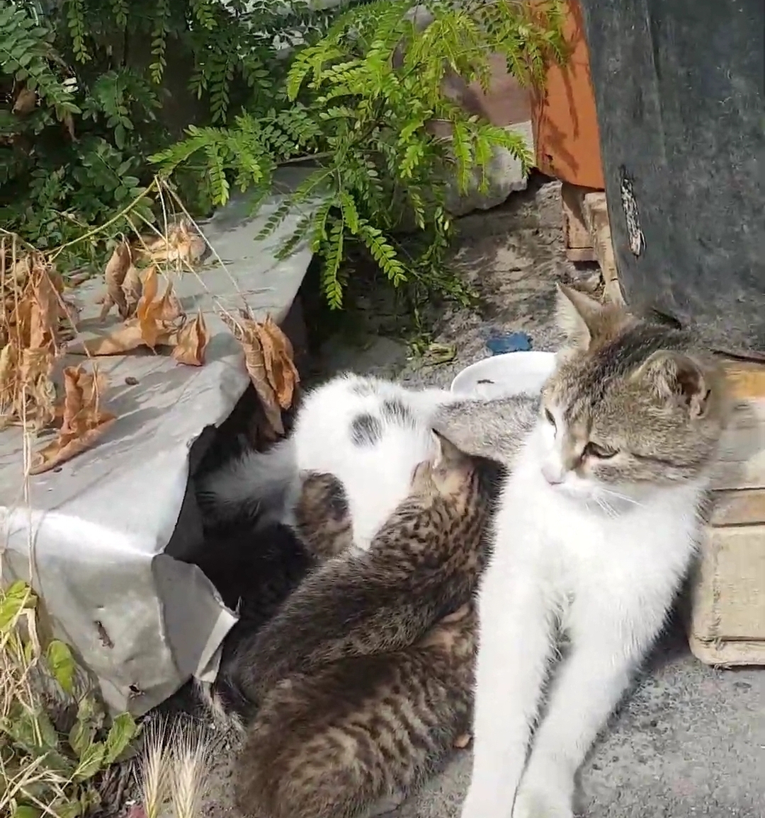 Alley cat and her kittens r/cats