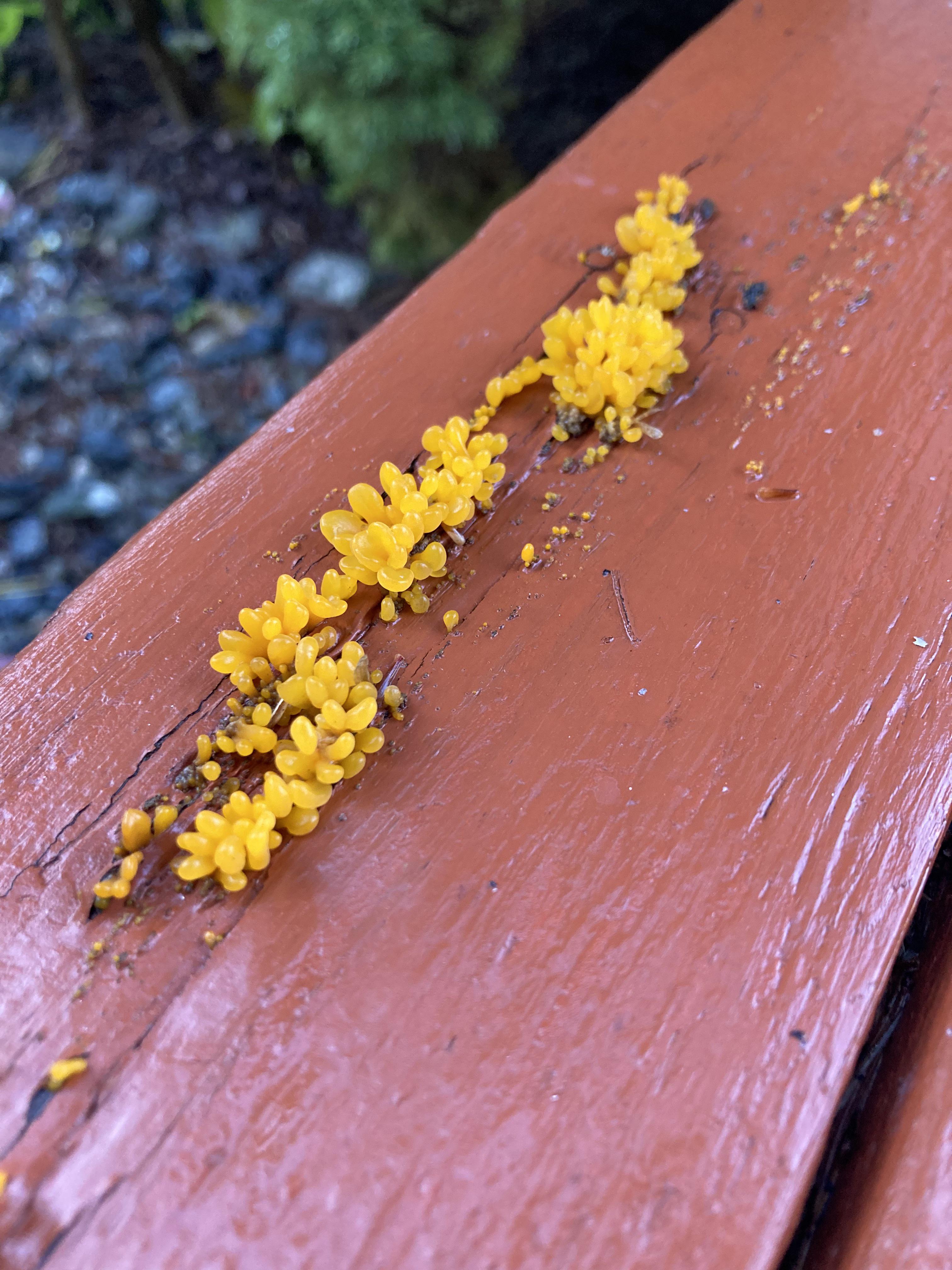 Weird lookin fungi growing on the porch? r/Whatisthis