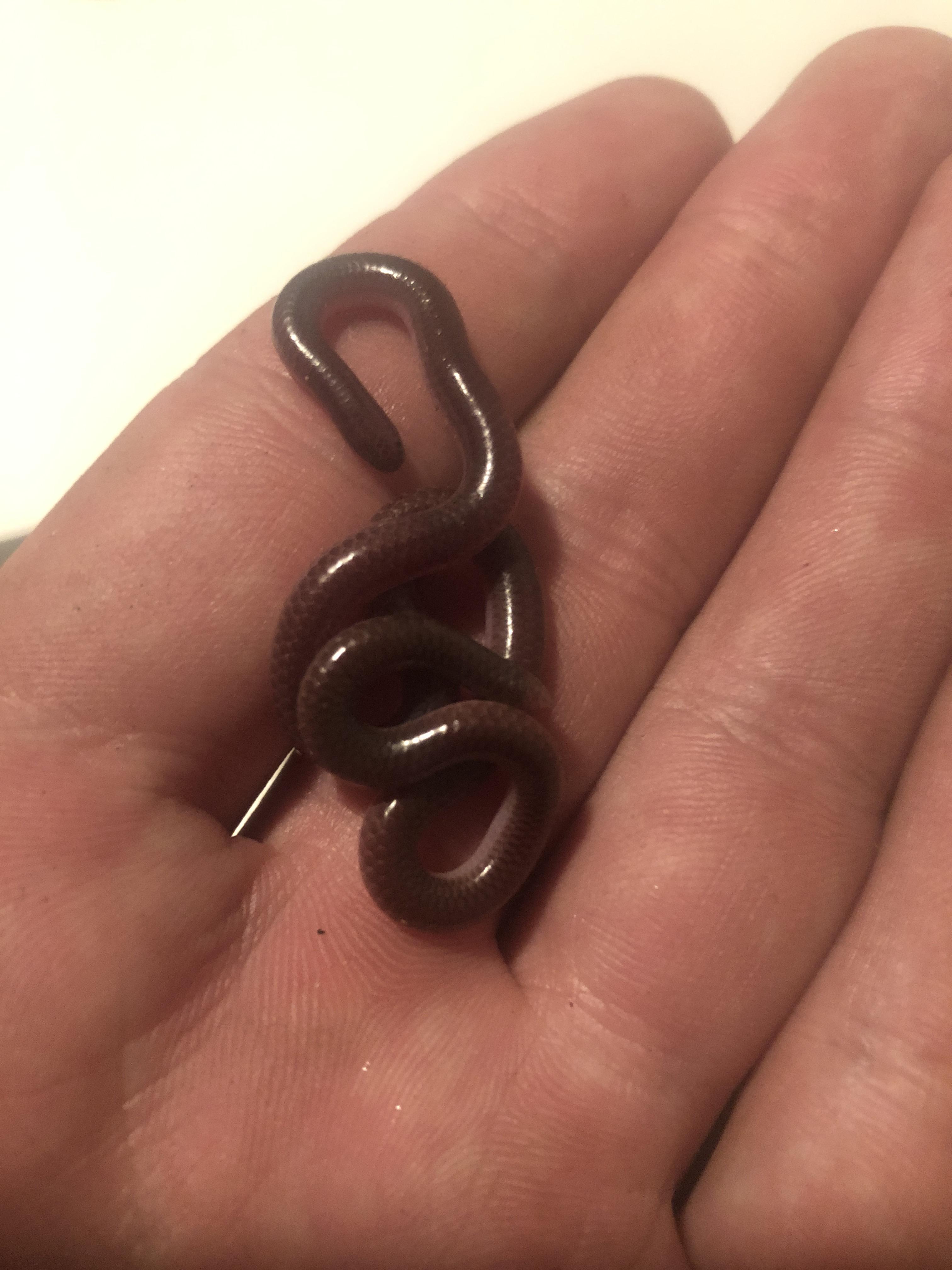 Almost mistook this Texas Blind Snake for an Earthworm in the garden