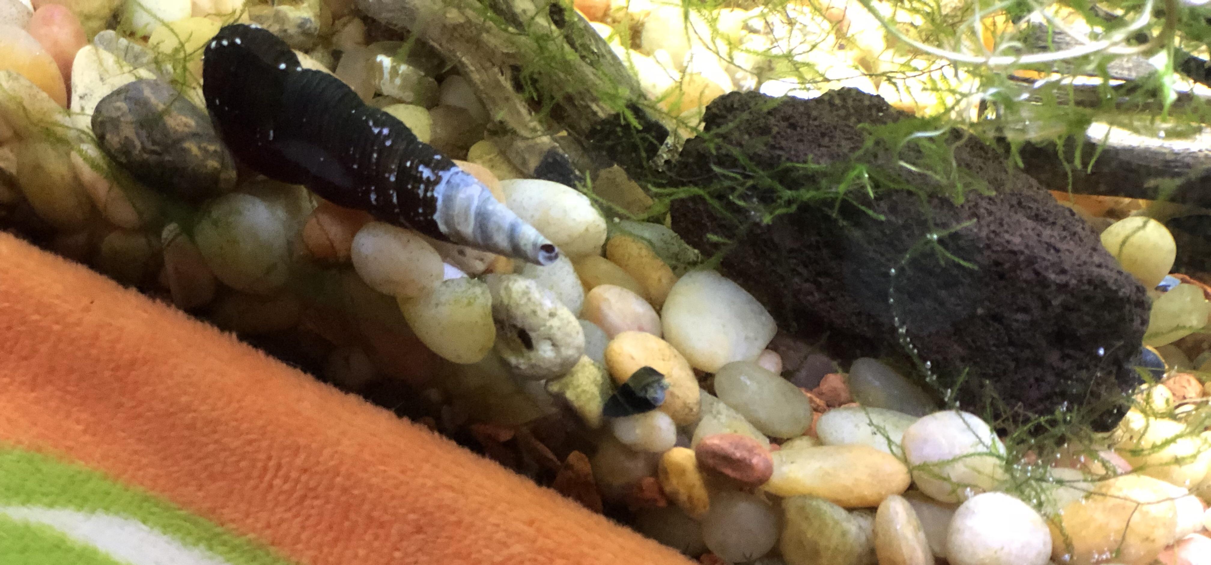 We had our first baby rabbit snail D r/AquaticSnails