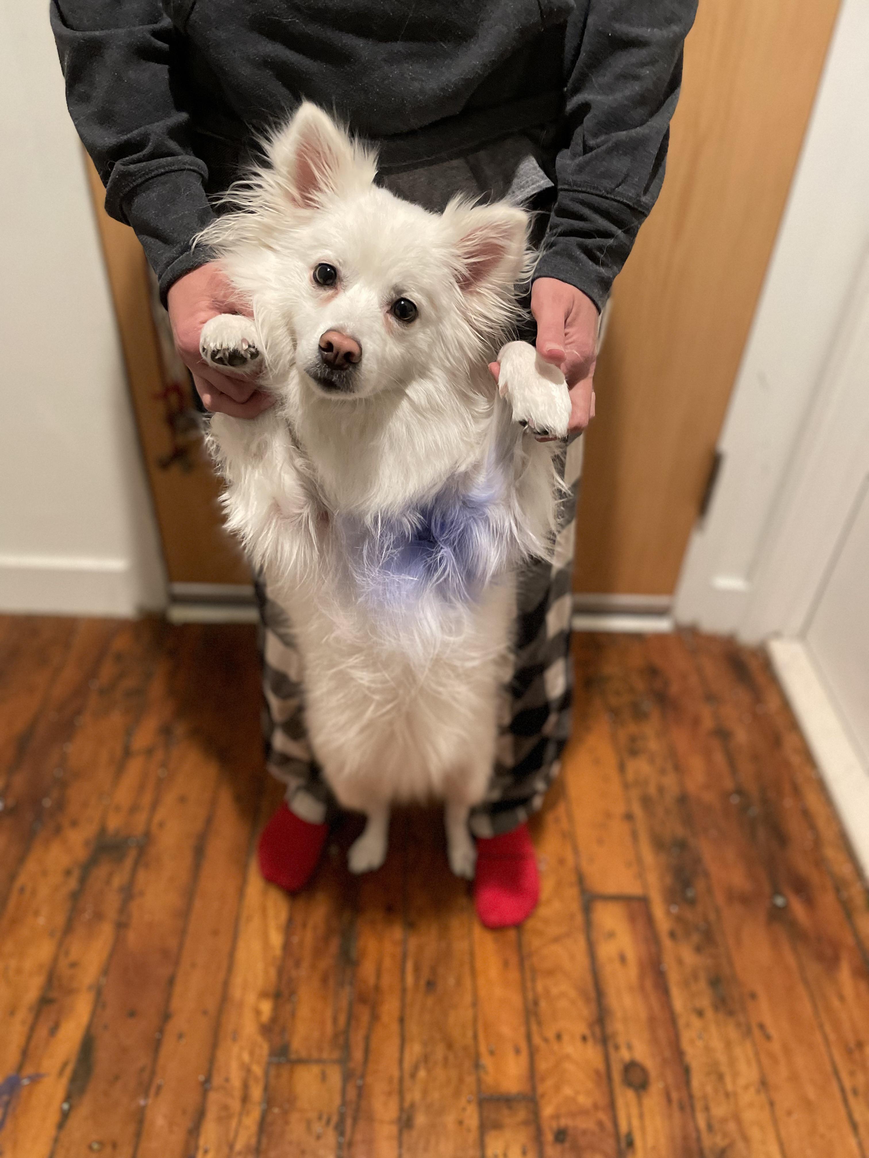 Someone chewed a blue pen….no idea who…. Unrelated anyone know how to