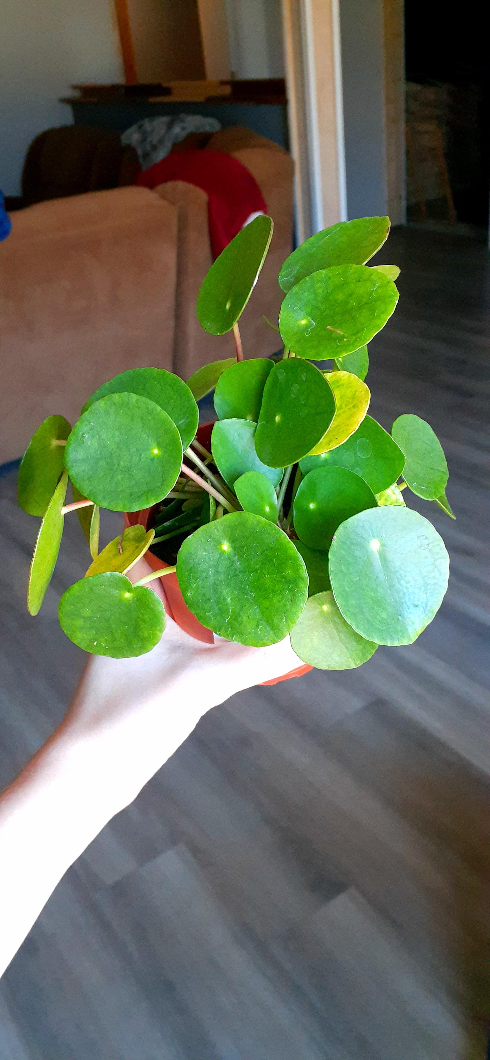 I have been wanting this plant for so long now! I actually cried when I