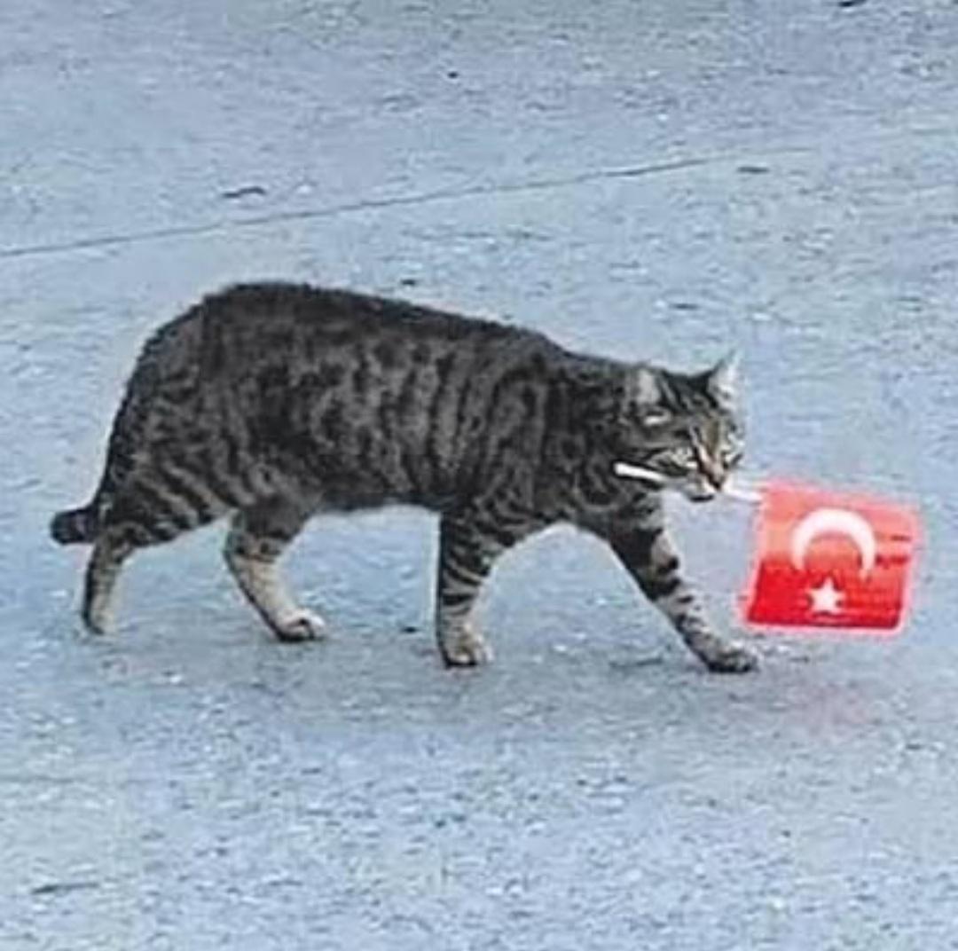 YEA WOOOOO TURKEY CAT TURKEY CAT r/Turkey