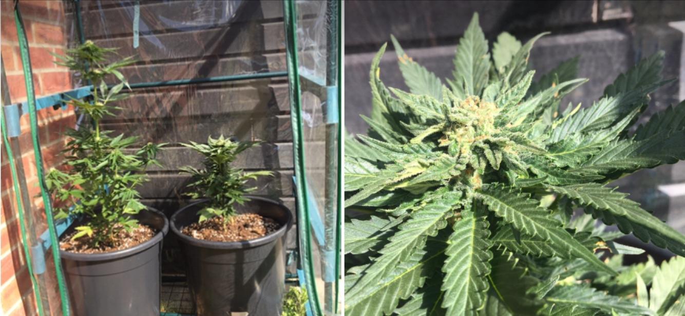 Uk outdoor grow 2 month update. One plant stopped growing (veg) and jumped straight into flower