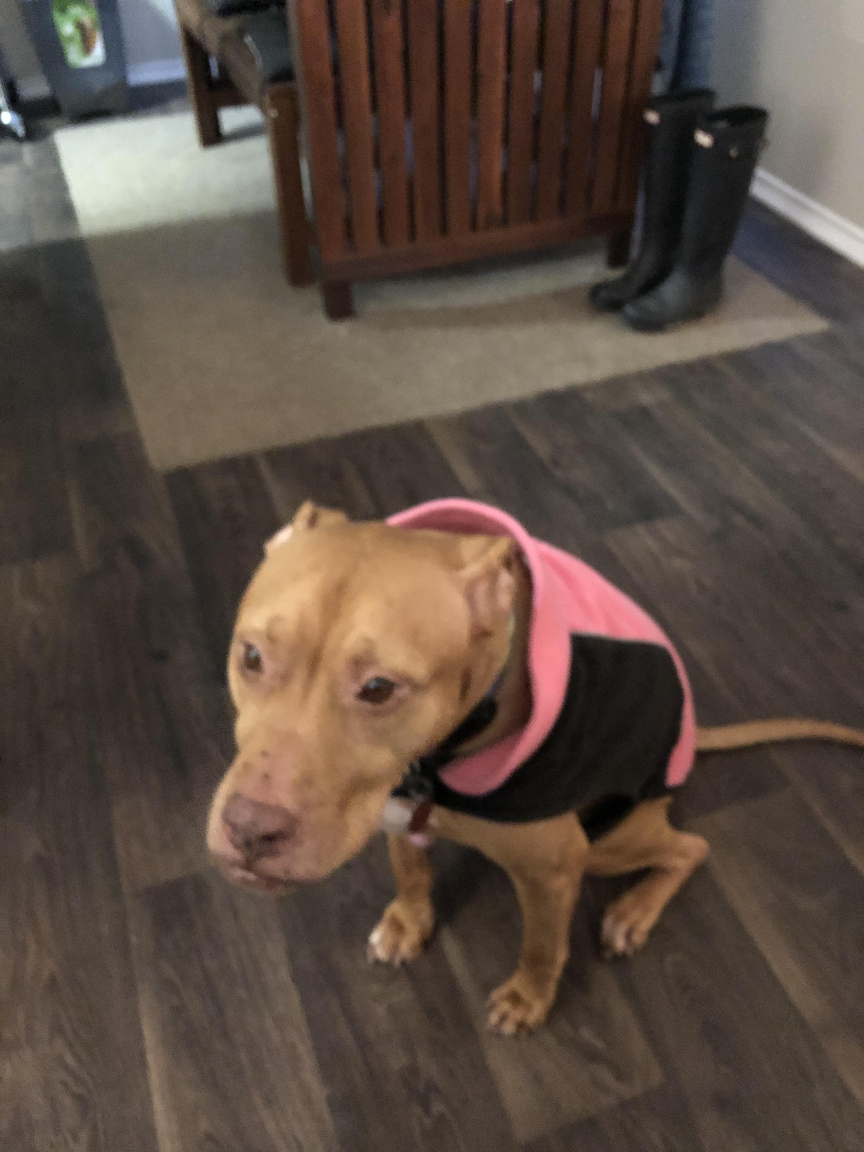 Anyone else’s pittie not enjoying the cold weather? r/pitbulls