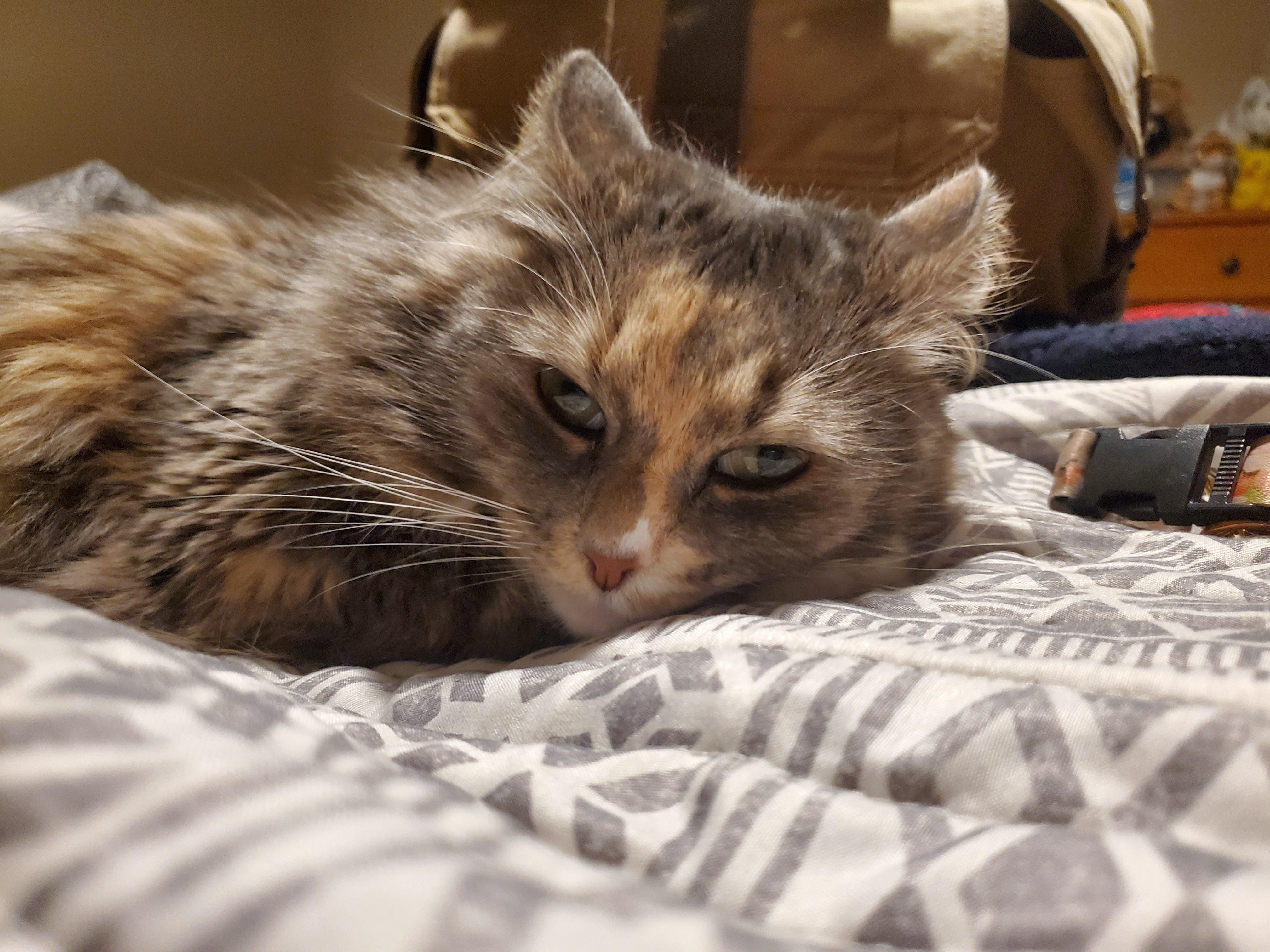 My girlfriends cat, Khaleesi r/cats