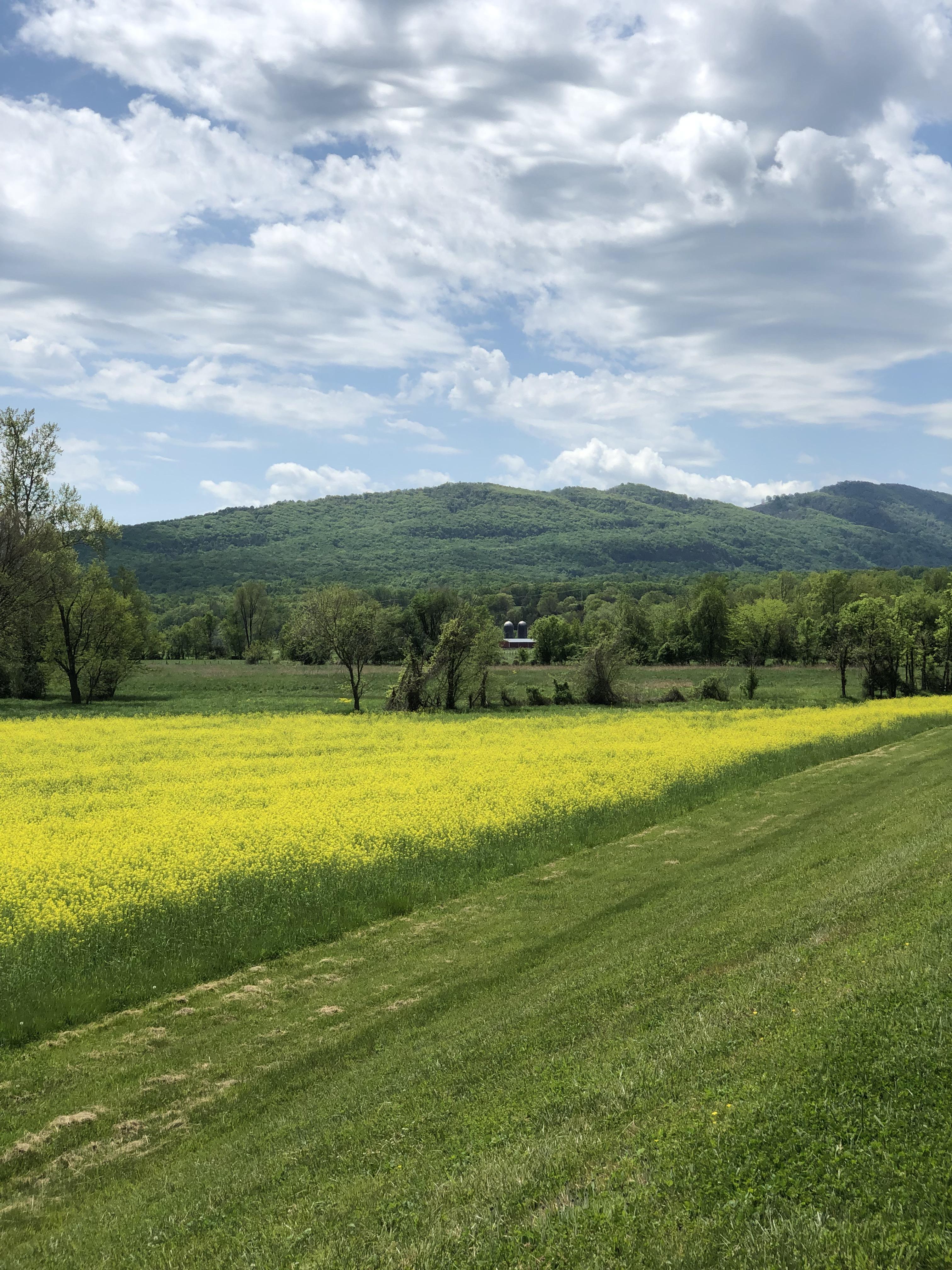 Moorefield, looking across the South Fork of the South Branch of the Potomac River (OC) r