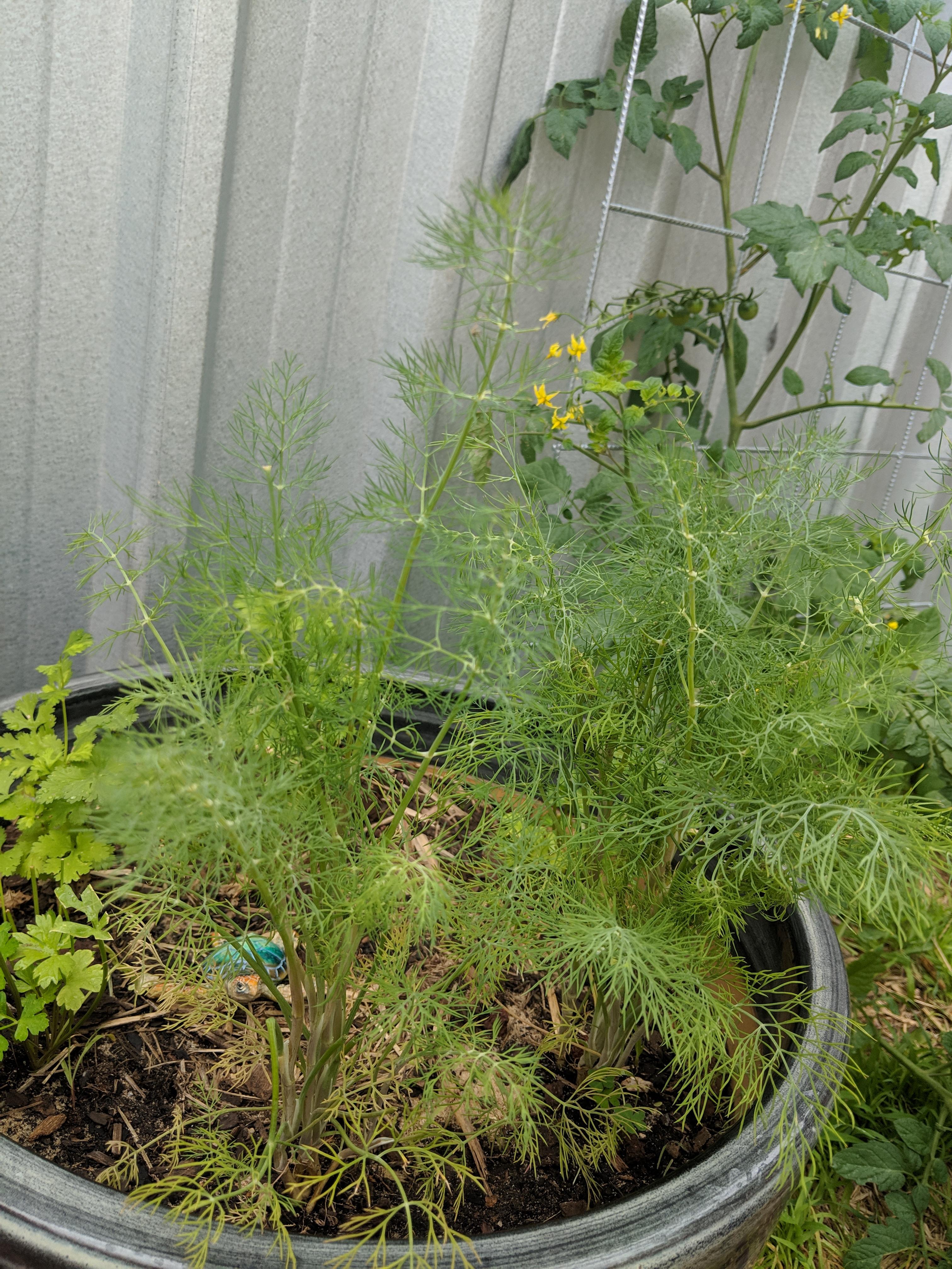 Dill is growing out or control, what can i do to preserve? Giving away