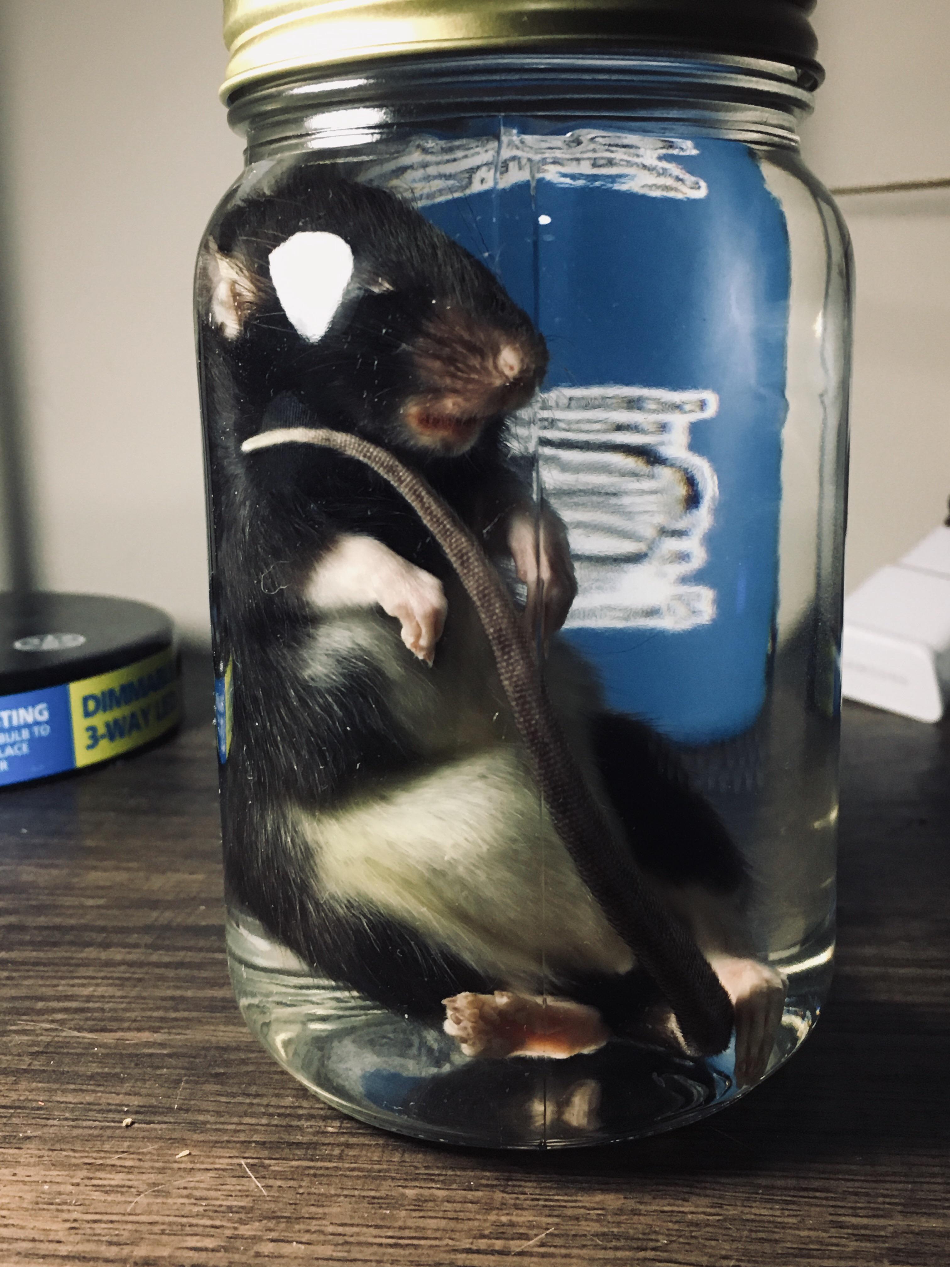 First wet specimen attempt. Hoping nothing terrible happens. r/Taxidermy