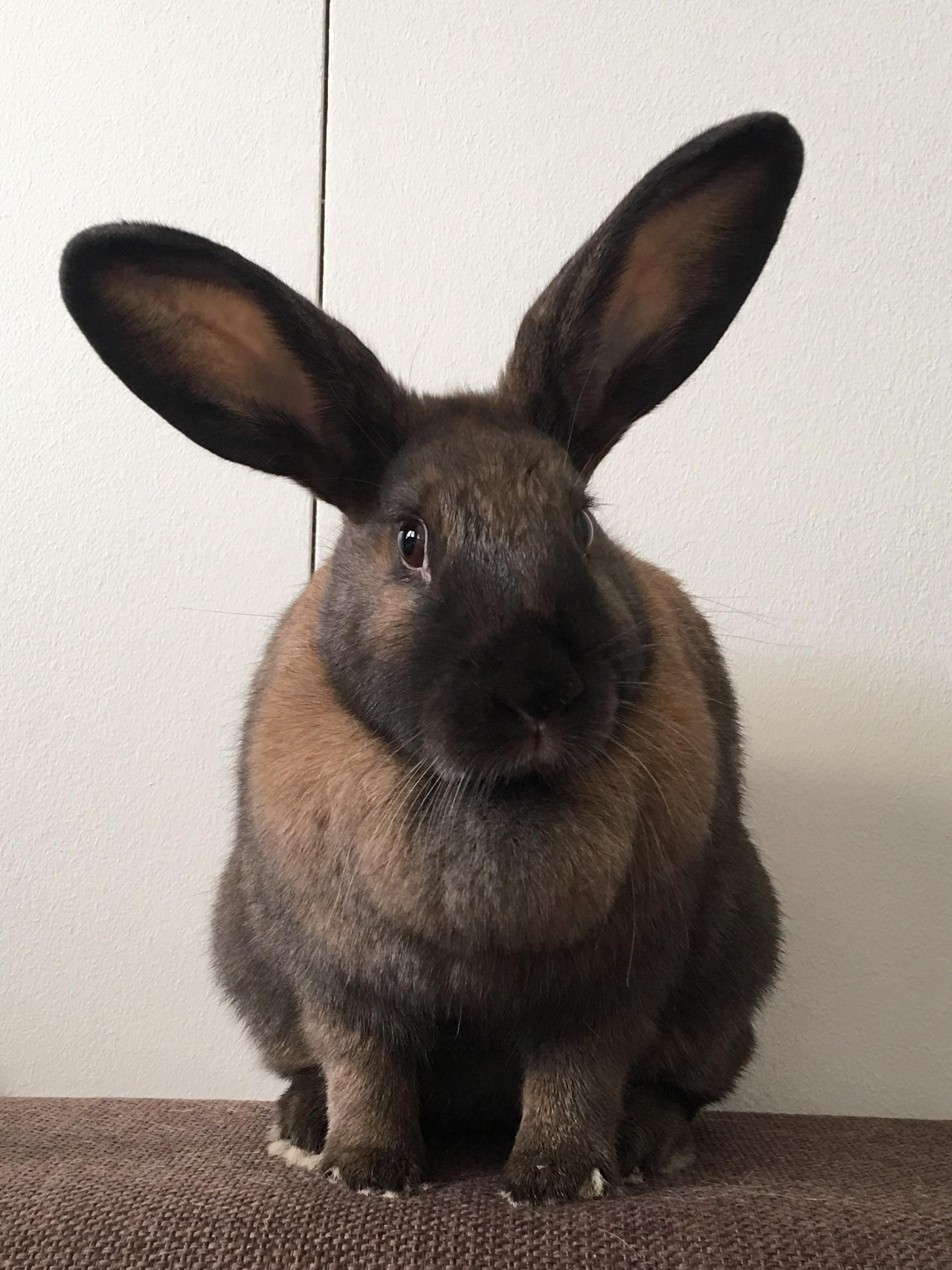 Whats your favourite bunny breed? Personally I like em big