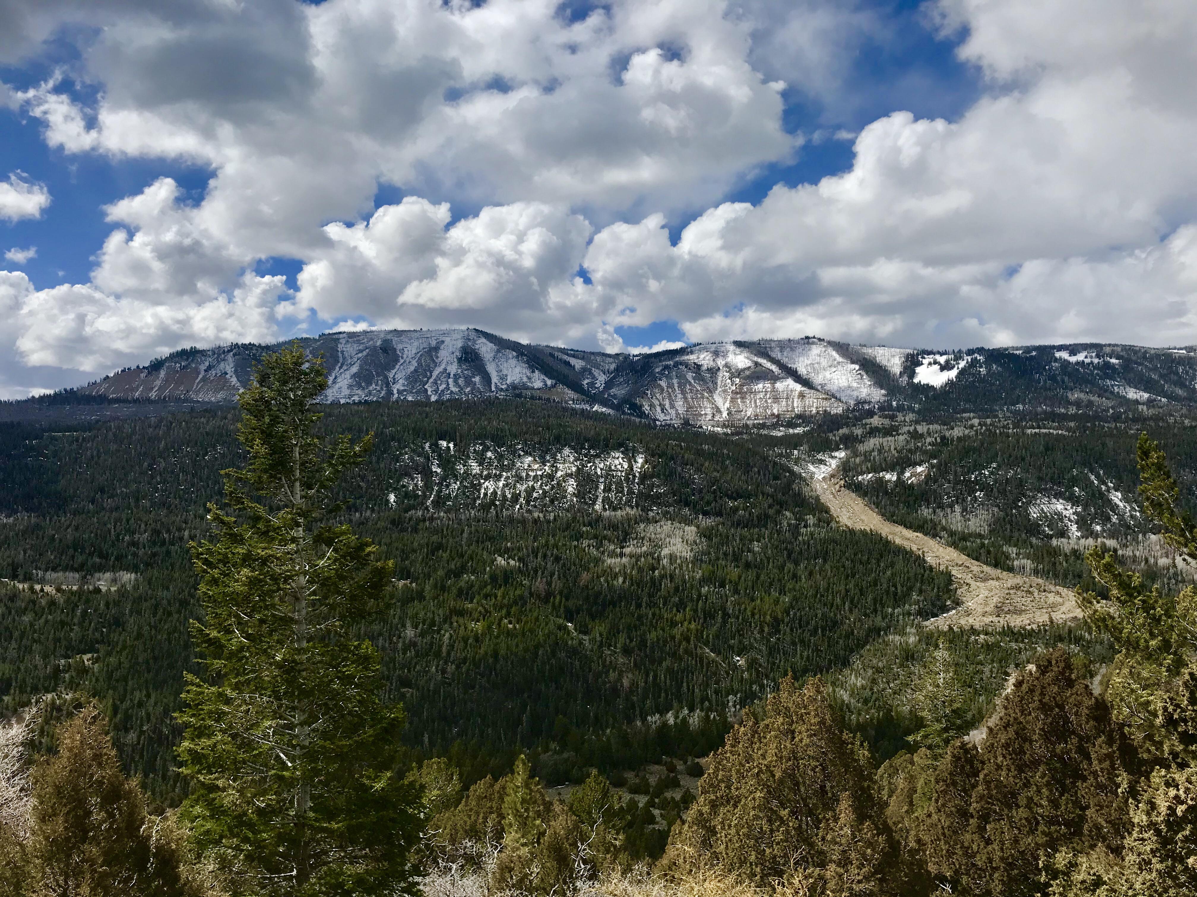 Spring is coming early to the MantiLa Sal National Forest in Utah