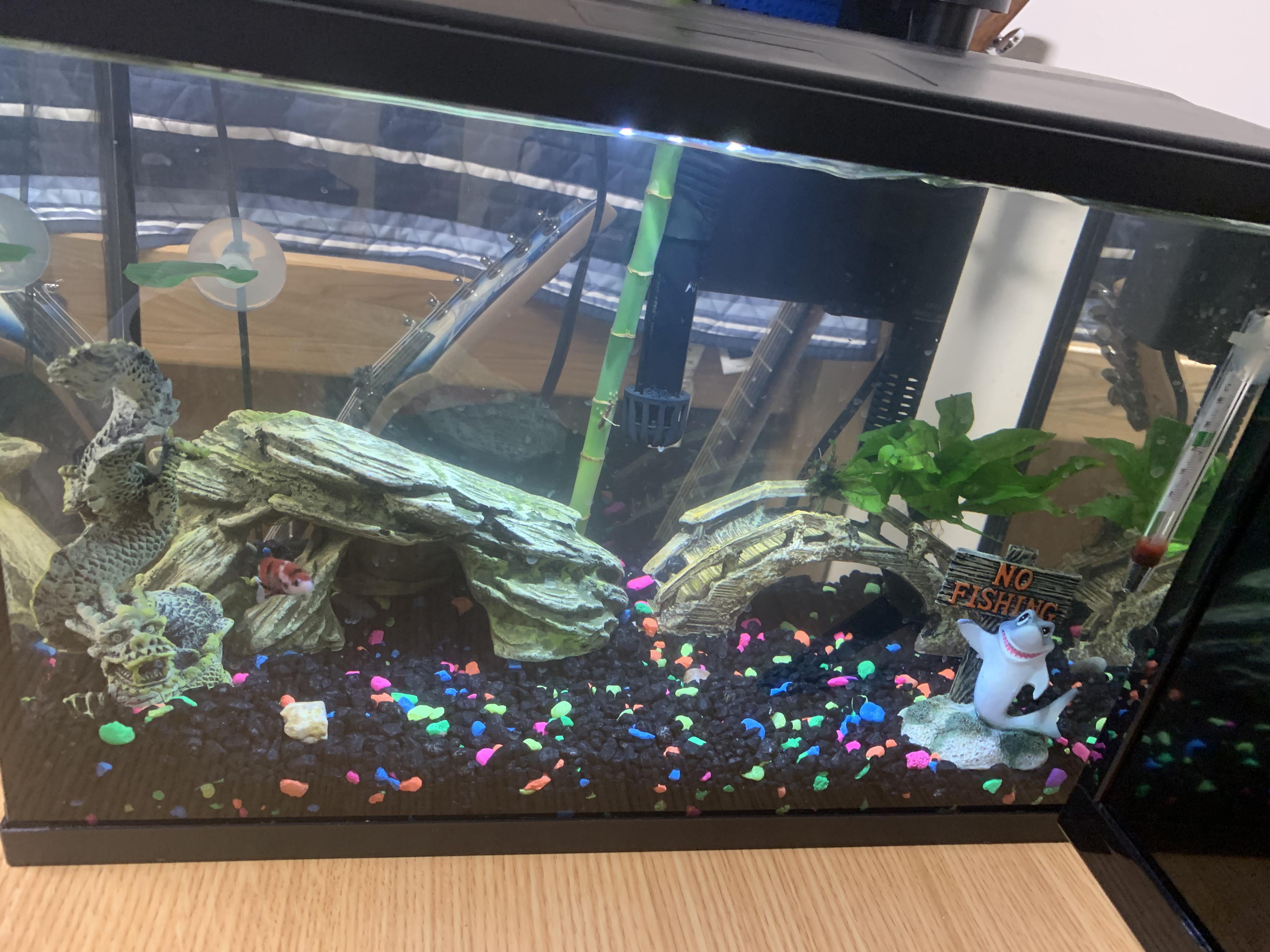 Is this enough hiding places to keep a few shrimp with my betta? It’s a