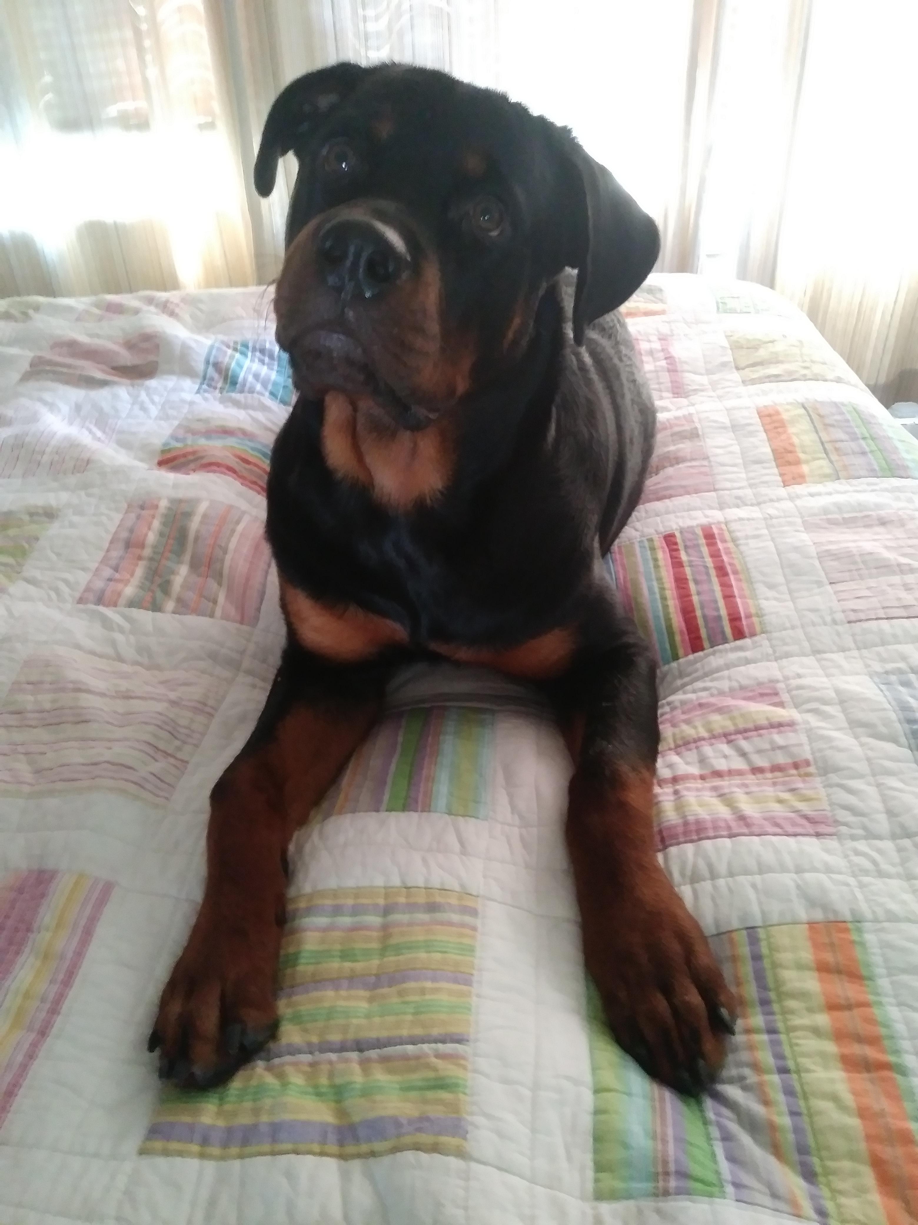 This is my bed now! r/Rottweiler