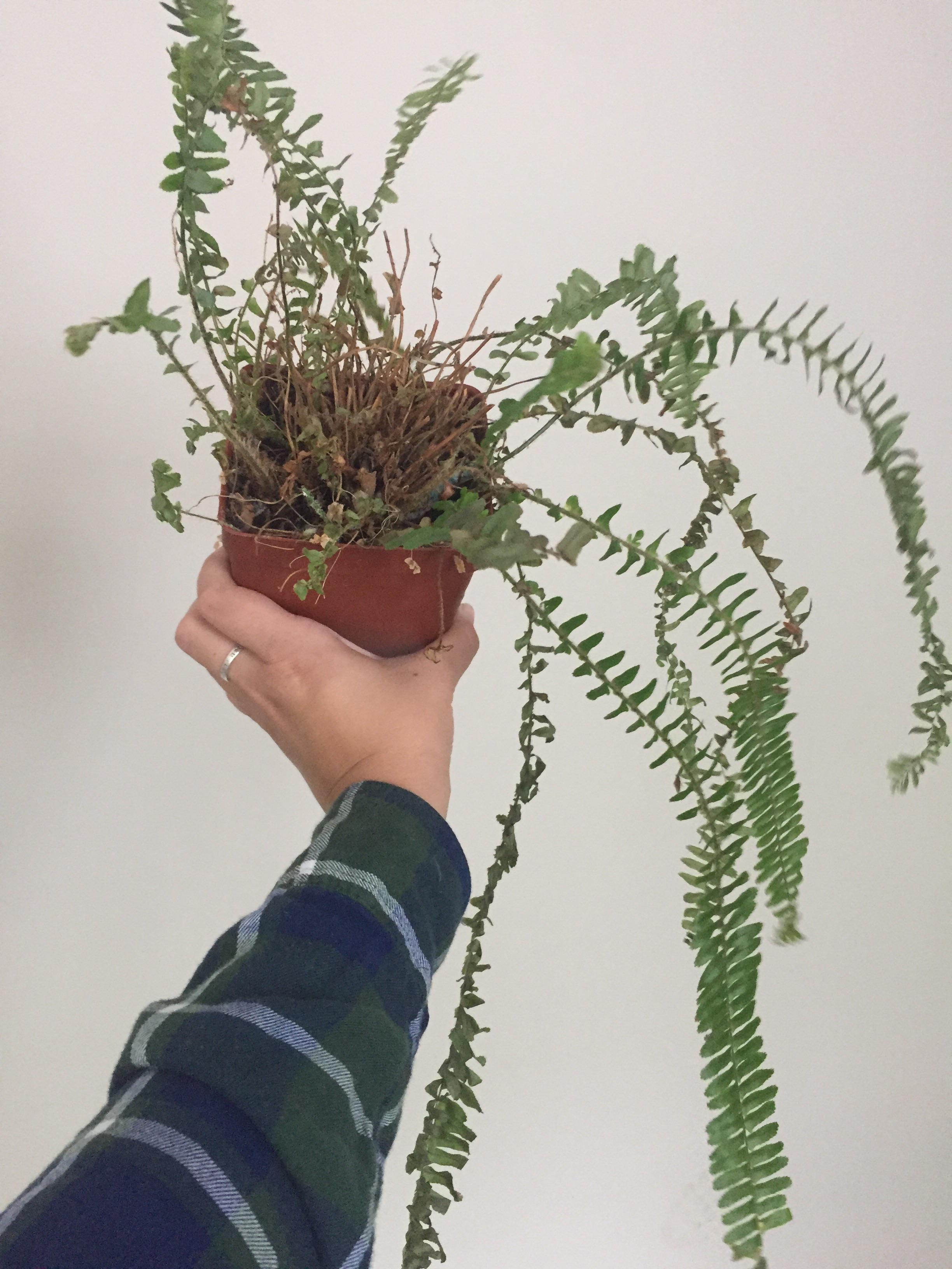 Steps to revive this nearly dead fern? It has so many old stems and one