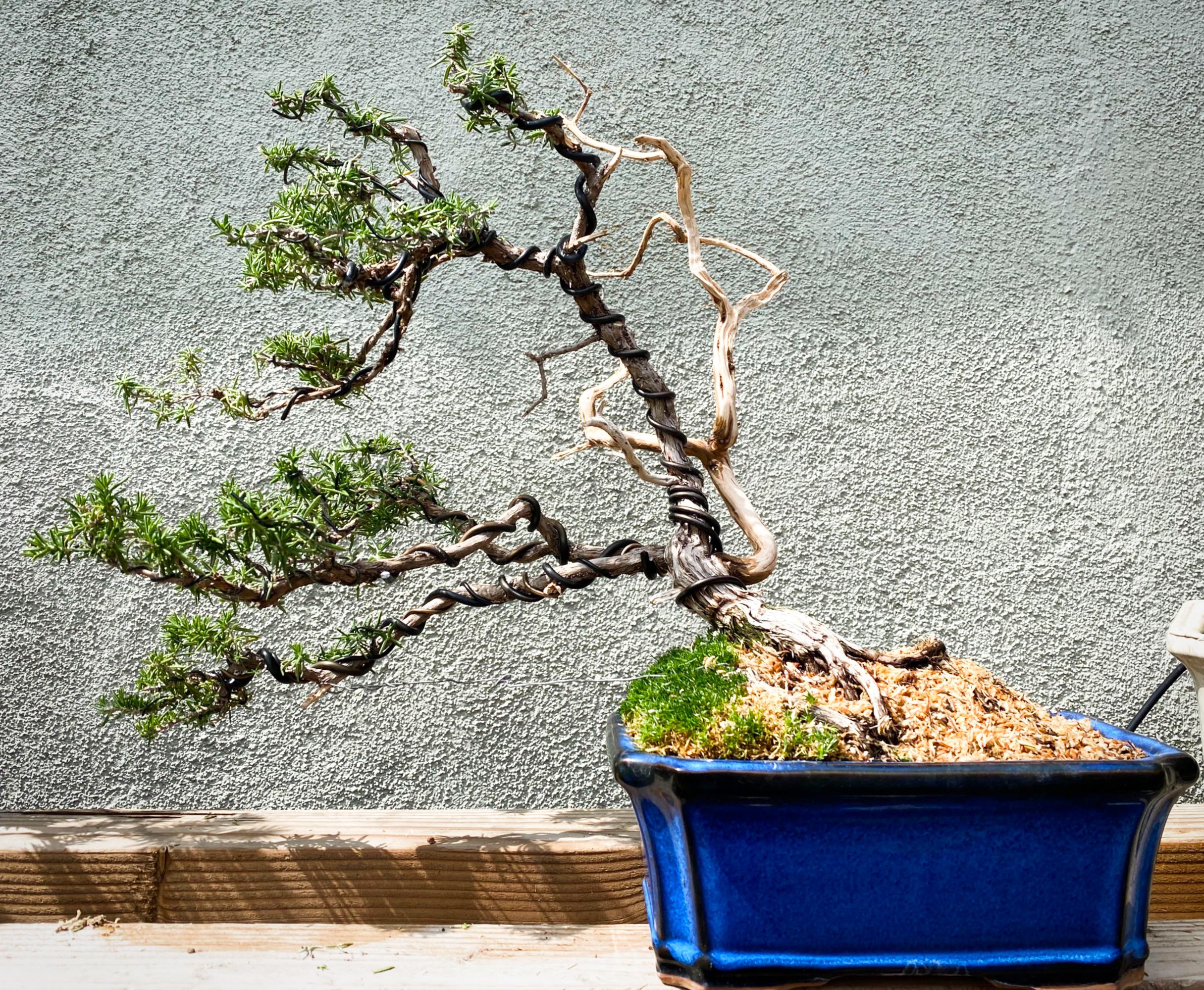 Windswept rosemary. This is a tough species. r/Bonsai