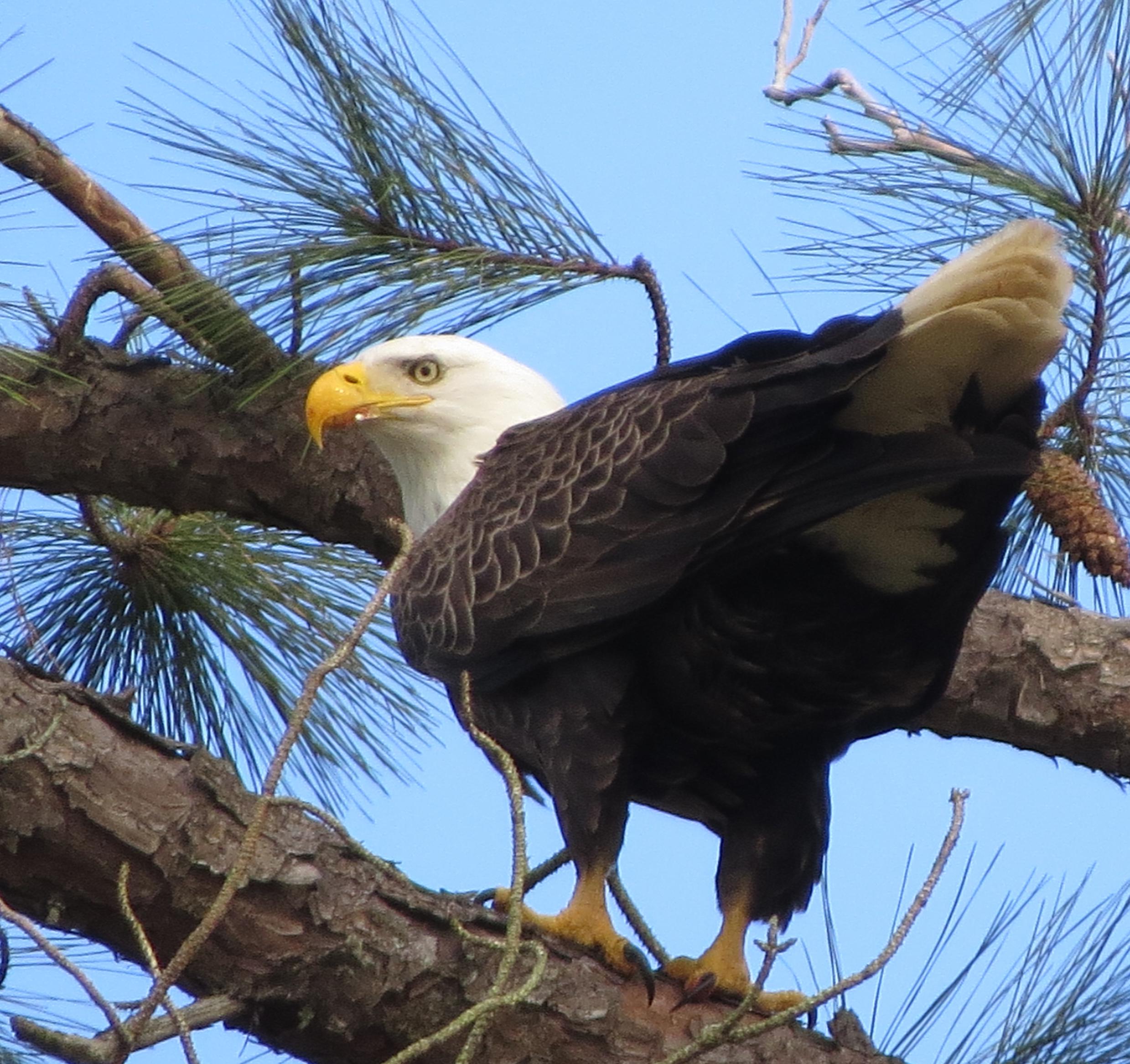 Bald Eagle NC r/birding