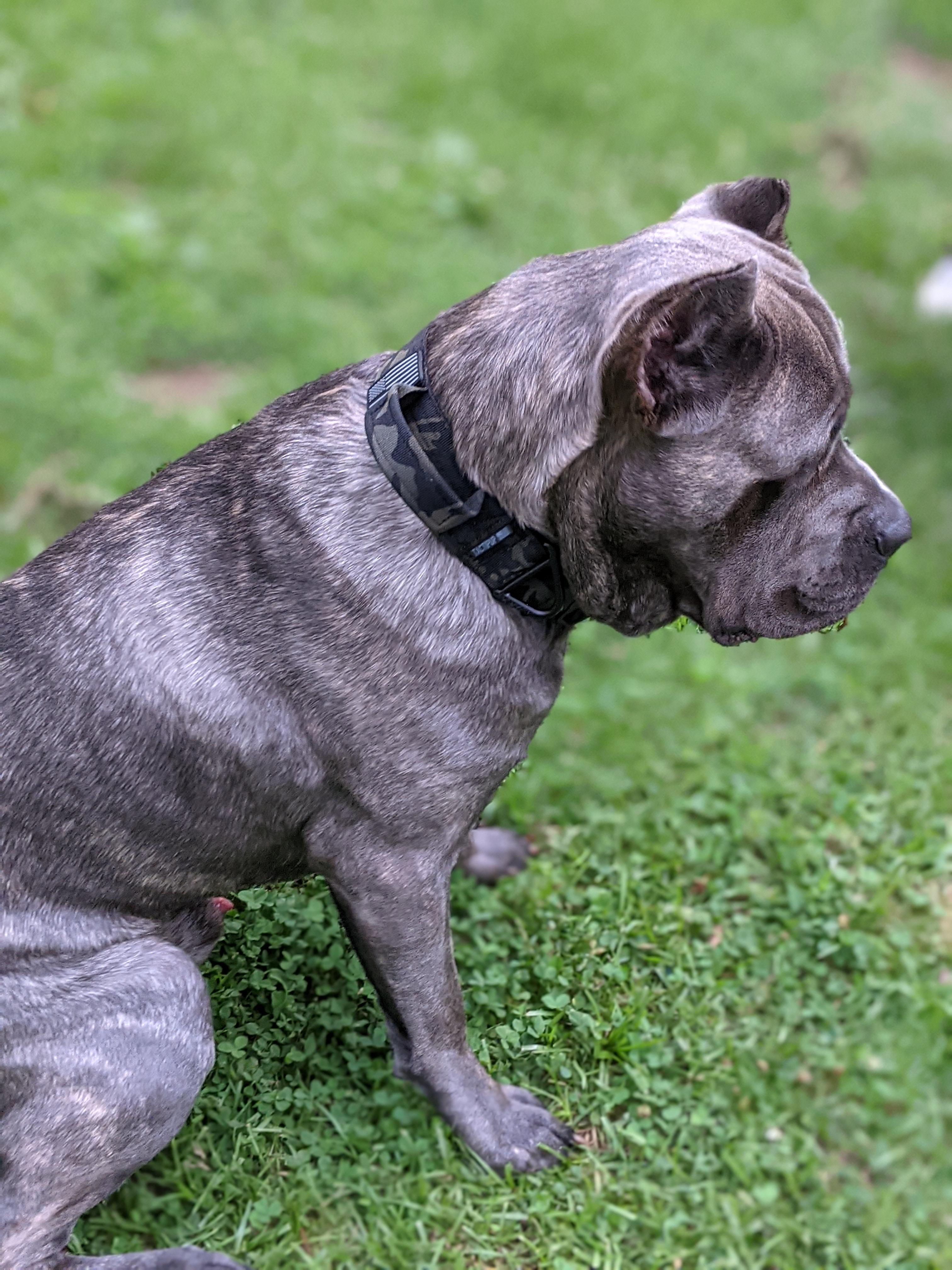 New Tactipup collar! r/CaneCorso